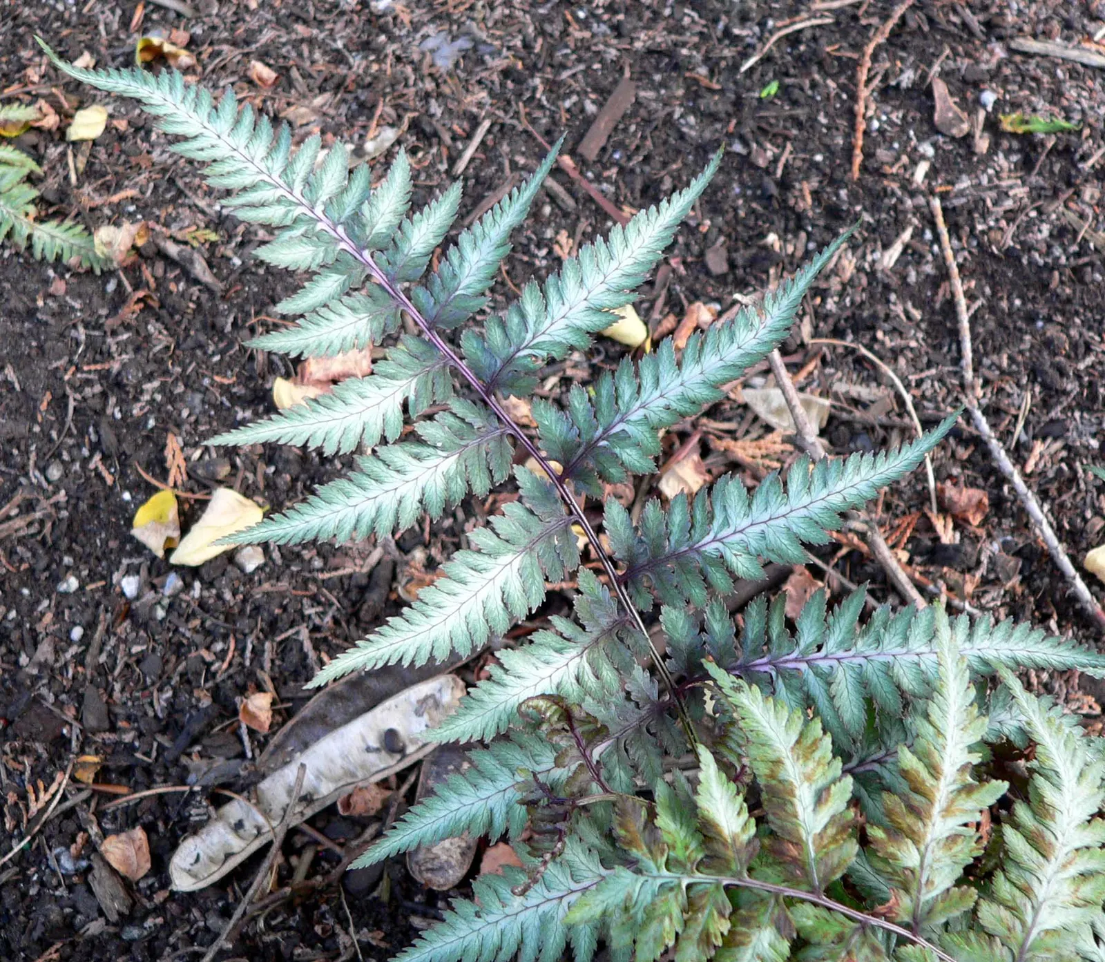 Japanese Painted Fern (Athyrium Niponicum Var. Pictum) — this variety is also resistant to common garden pests
