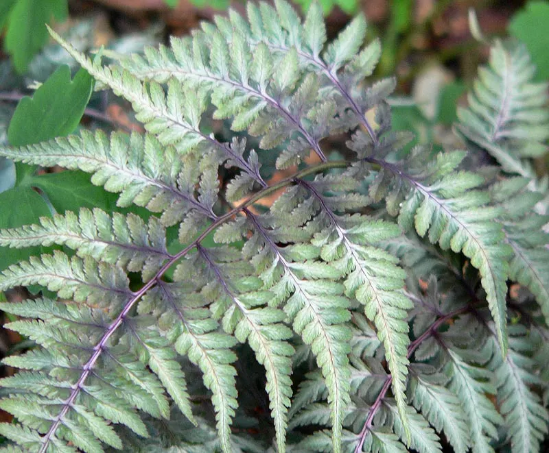 Japanese Painted Fern (Athyrium Niponicum Var. Pictum) — Regular watering will support its lush appearance, especially in dryer conditions
