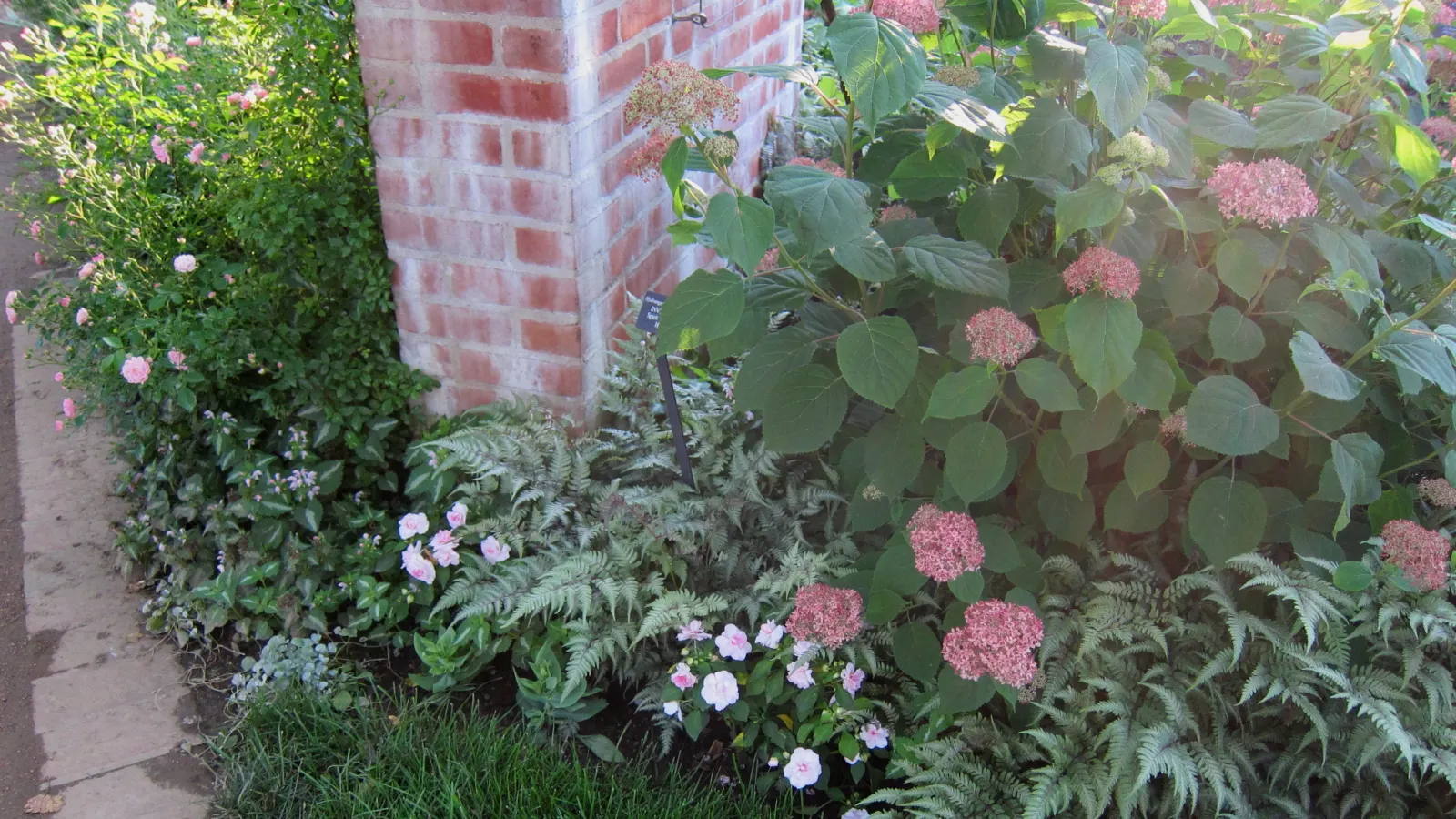 Japanese Painted Fern (Athyrium Niponicum Var. Pictum) — The Japanese Painted Fern, Athyrium niponicum var