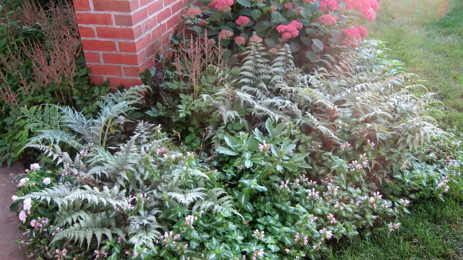 Japanese Painted Fern (Athyrium Niponicum Var. Pictum) — and hints of burgundy-red