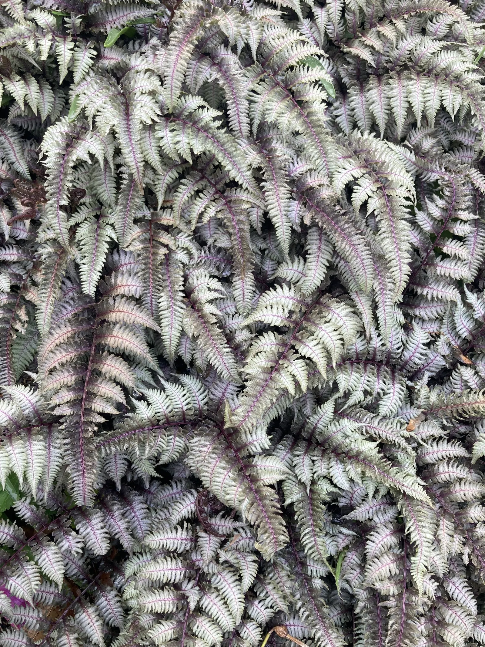 Japanese Painted Fern (Athyrium Niponicum Var. Pictum) — pictum, is prized for its striking, silver-green fronds with bluish hues and maroon midribs