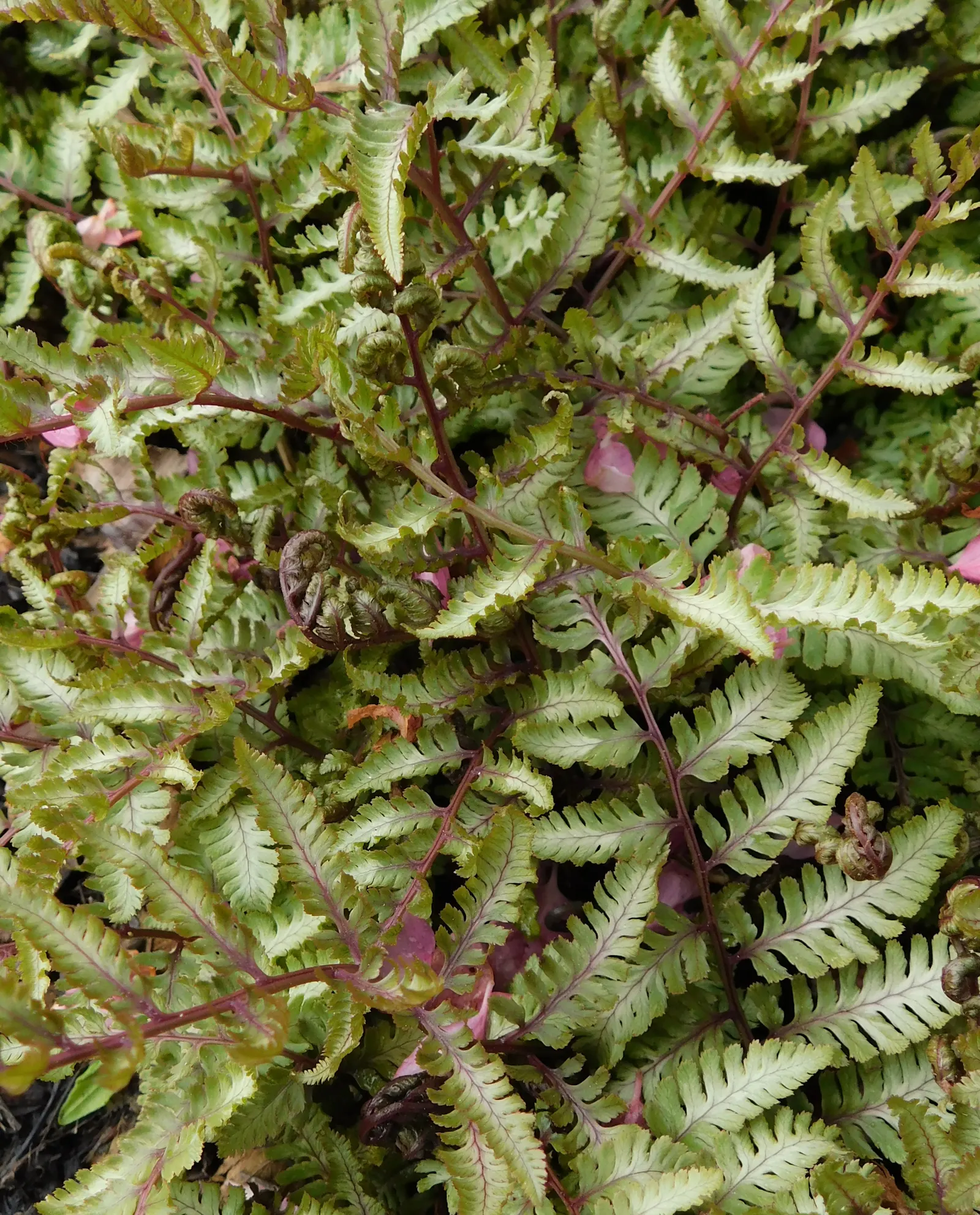 Japanese Painted Fern (Athyrium Niponicum Var. Pictum) — especially on the stems and veins