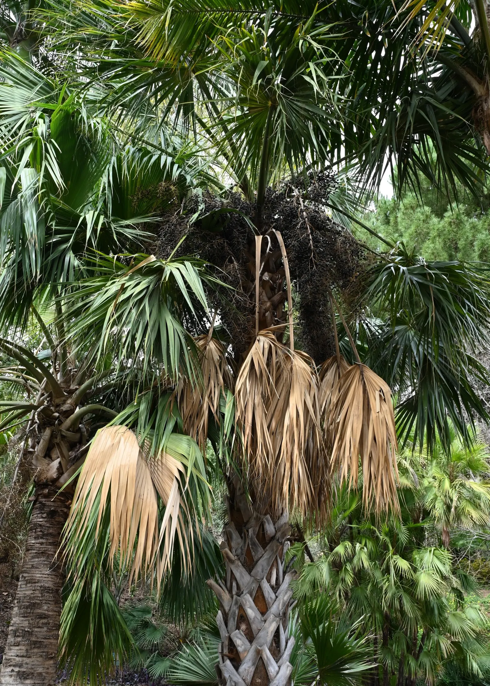 Puerto Rican Hat Palm (Sabal Causiarum) — requiring minimal maintenance