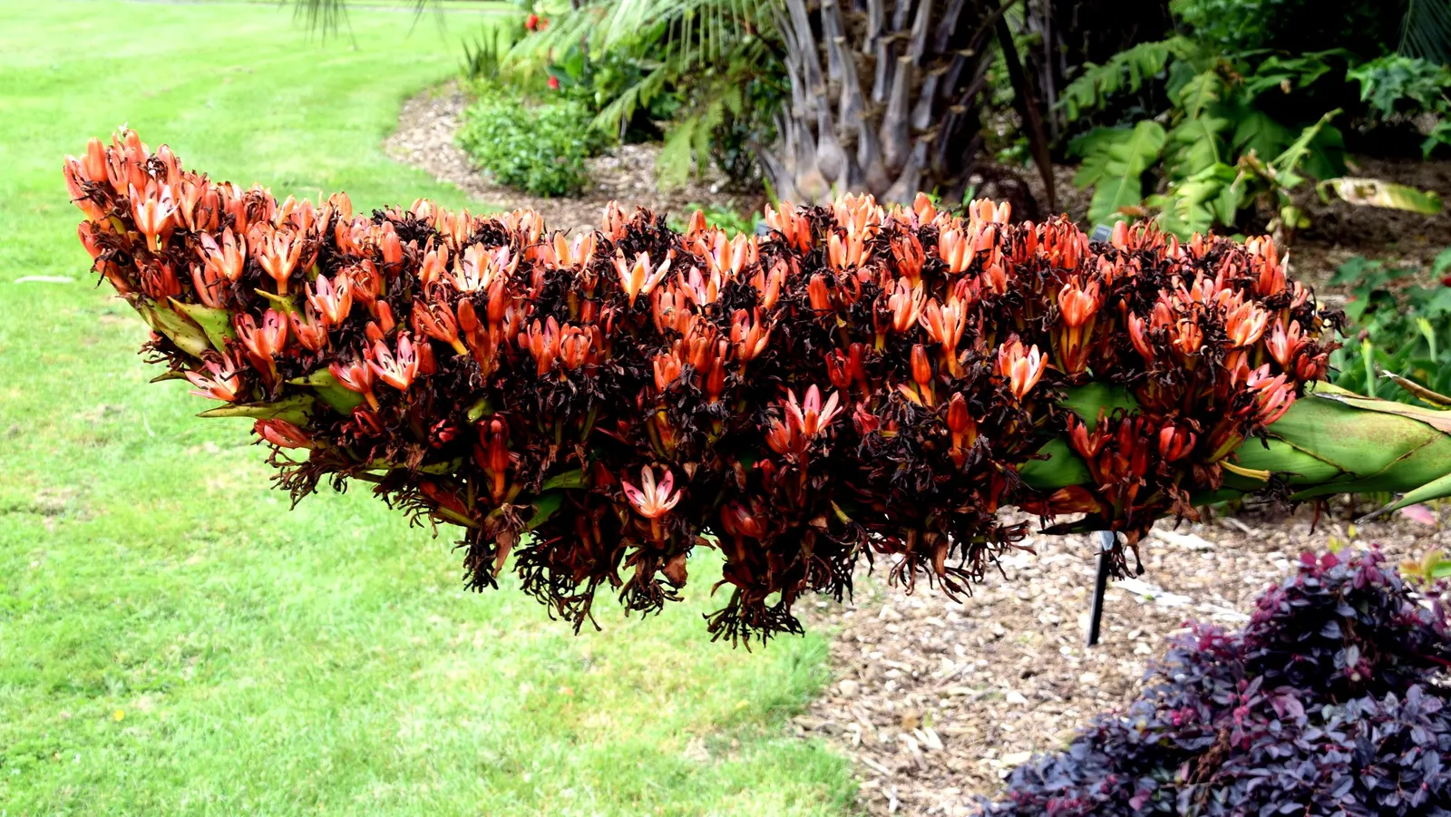 Puerto Rican Hat Palm (Sabal Causiarum) — is a robust species of Sabal that provides a tropical flair to any landscape