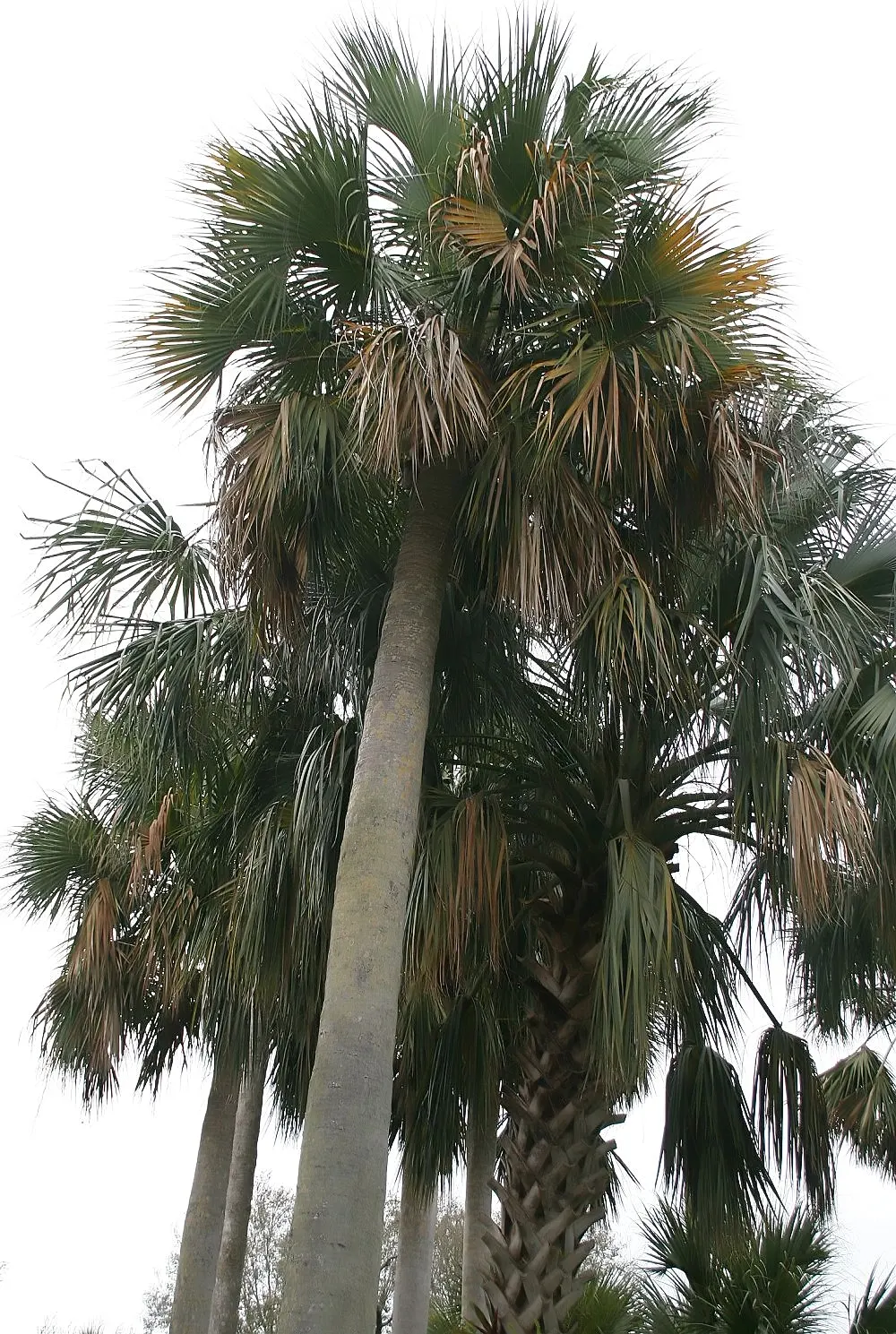 Puerto Rican Hat Palm (Sabal Causiarum) — since the palm naturally sheds its old leaf bases