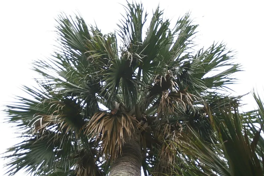 Puerto Rican Hat Palm (Sabal Causiarum) — The trunk is typically smooth and gray