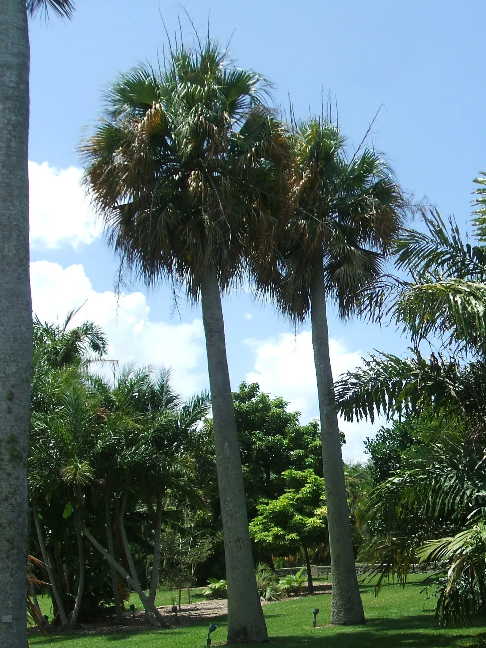 Puerto Rican Hat Palm (Sabal Causiarum) — columnar trunk can grow to a diameter of 2 feet