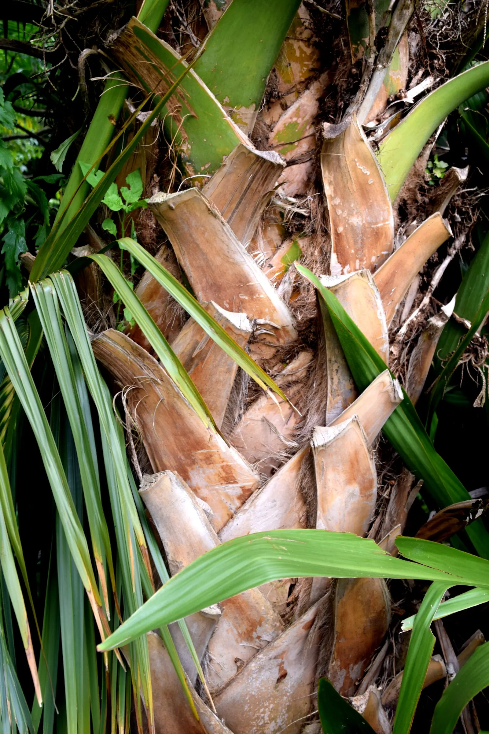 Puerto Rican Hat Palm (Sabal Causiarum) — is a robust palm that reaches up to 50 feet in height