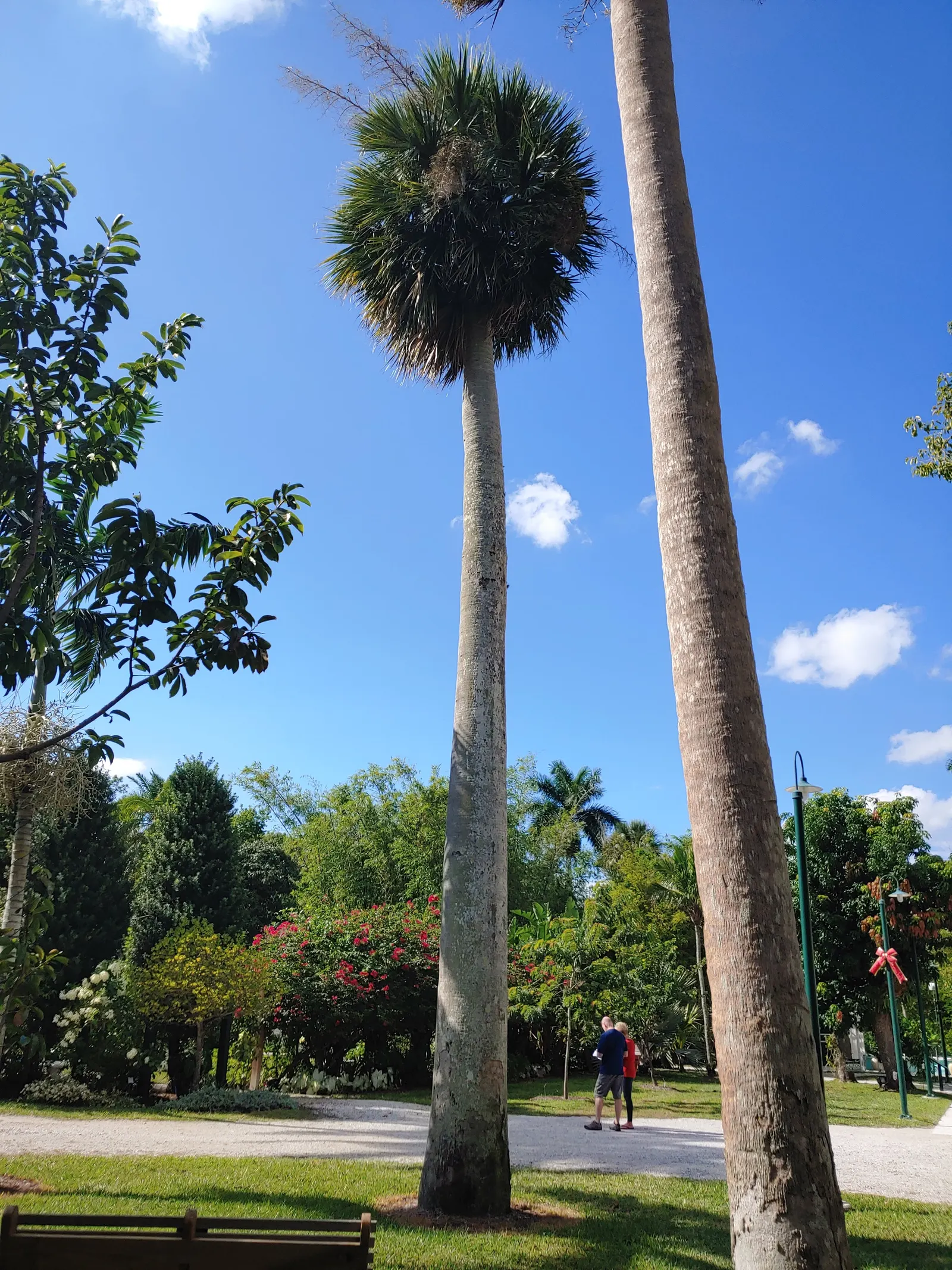 Puerto Rican Hat Palm (Sabal Causiarum) — making it a substantial focal point in garden design