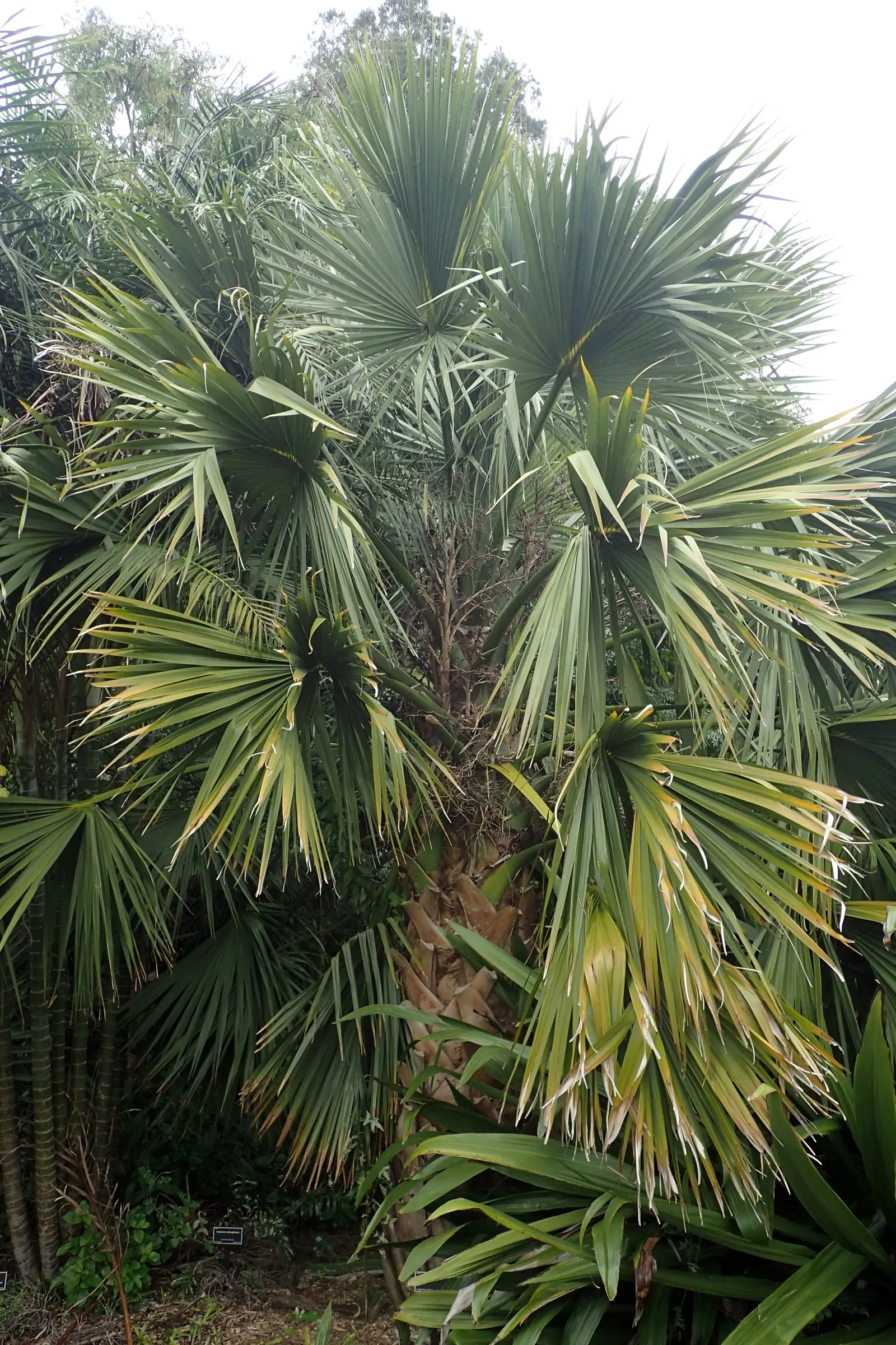 Puerto Rican Hat Palm (Sabal Causiarum) — sturdy trunk and round-topped leaves