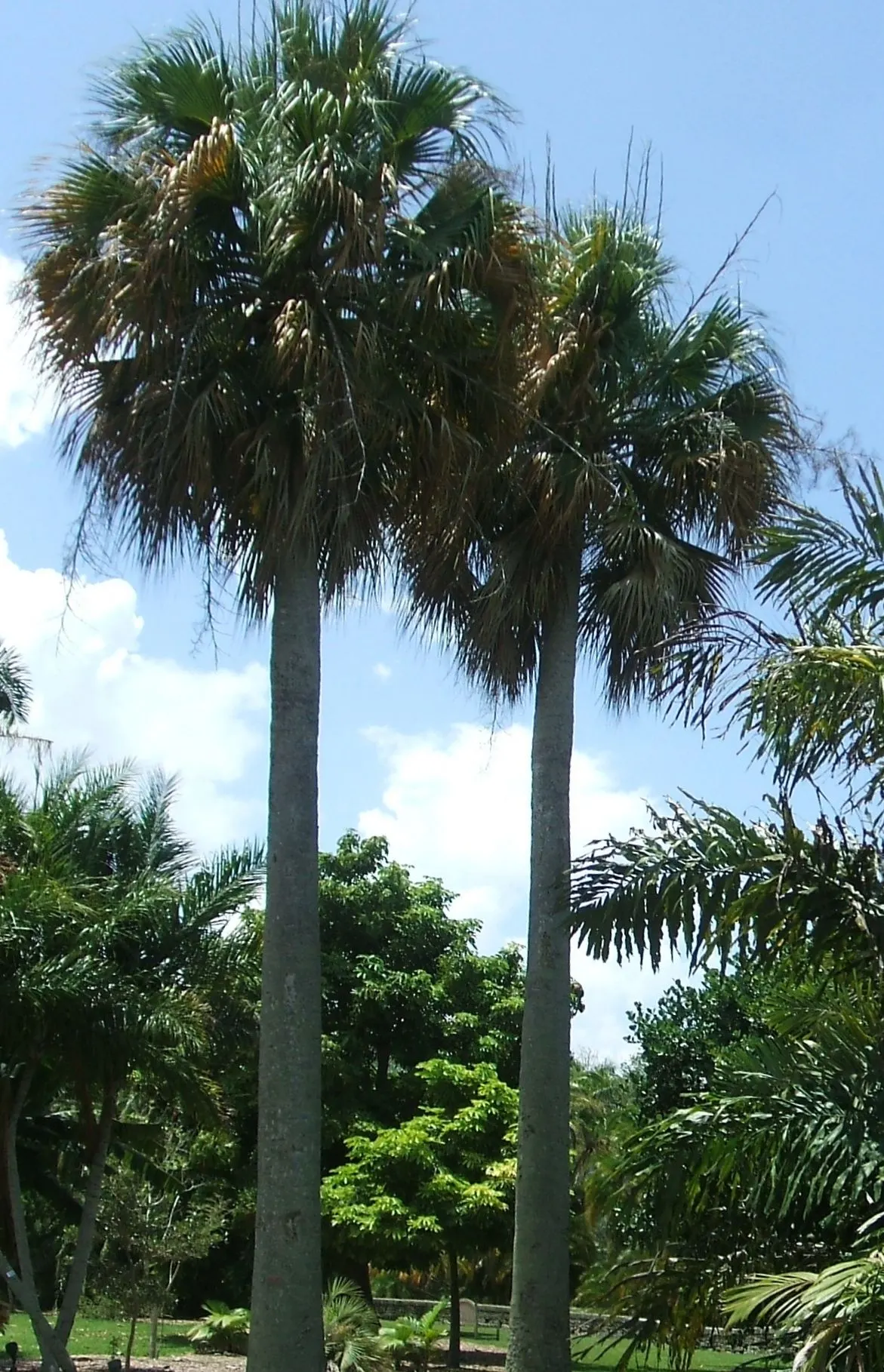 Puerto Rican Hat Palm (Sabal Causiarum) — with crowns spanning 10-15 feet