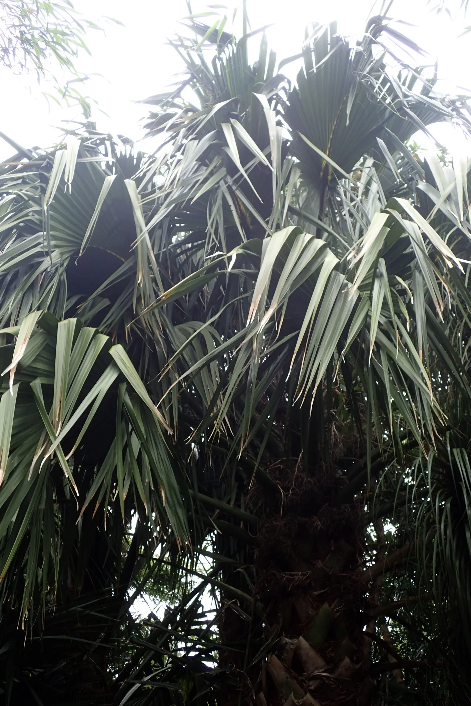 Puerto Rican Hat Palm (Sabal Causiarum) — this palm is perfect for tropical landscapes and has a slow growth rate