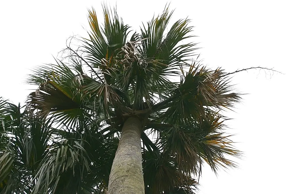 Puerto Rican Hat Palm (Sabal Causiarum) — Each can measure up to 5 feet in length, contributing to the palm's dense canopy