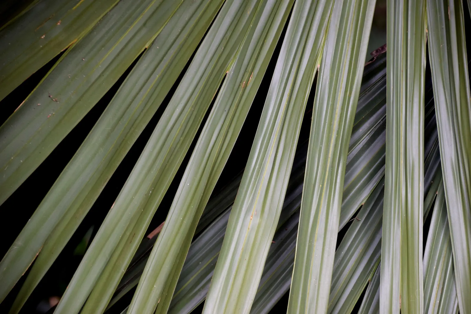 Puerto Rican Hat Palm (Sabal Causiarum) — commonly known as the Puerto Rican Hat Palm