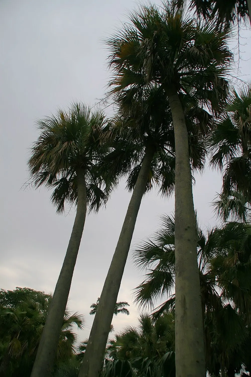 Puerto Rican Hat Palm (Sabal Causiarum) — and a lush blue-green color