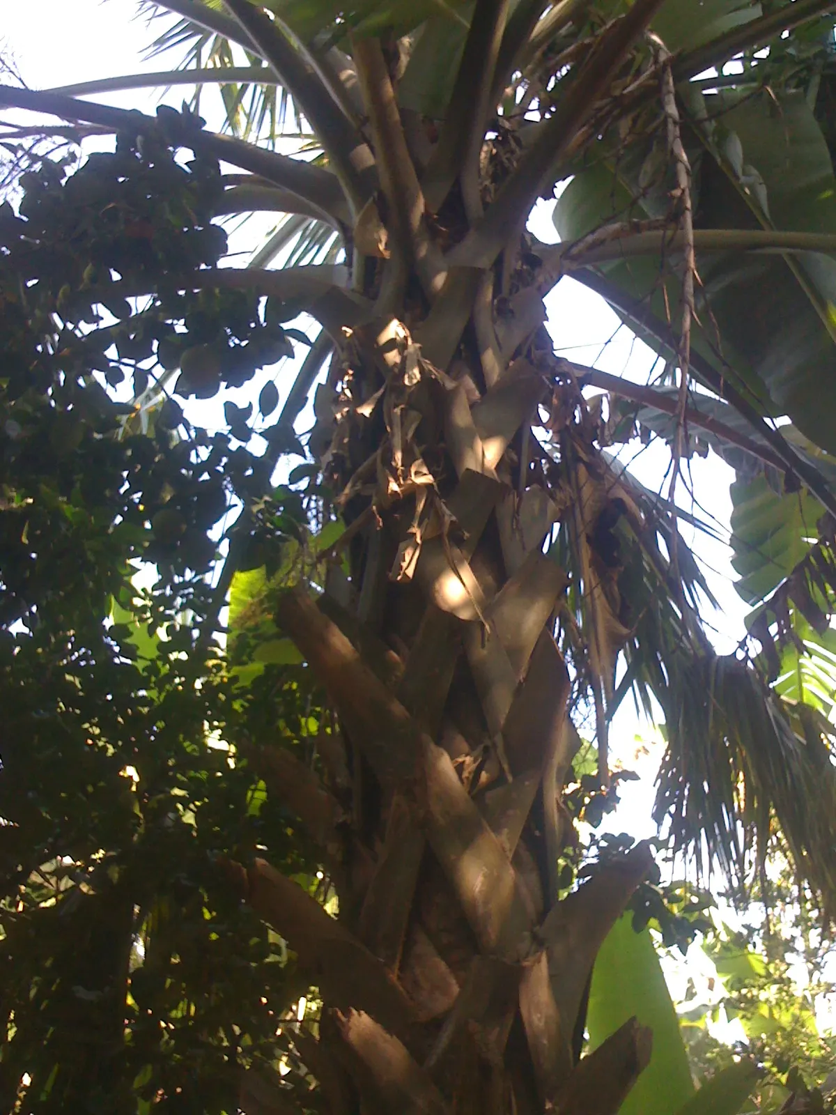 Puerto Rican Hat Palm (Sabal Causiarum) — Its impressive size and elegant fronds offer a striking focal point and ample shade in spacious garden designs