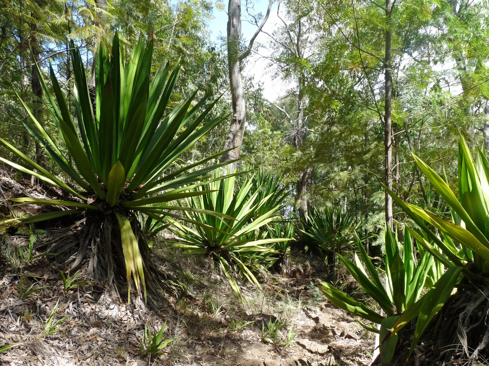 Sisal (Agave Sisalana) — which can reach lengths up to 6 feet and widths around 4 inches
