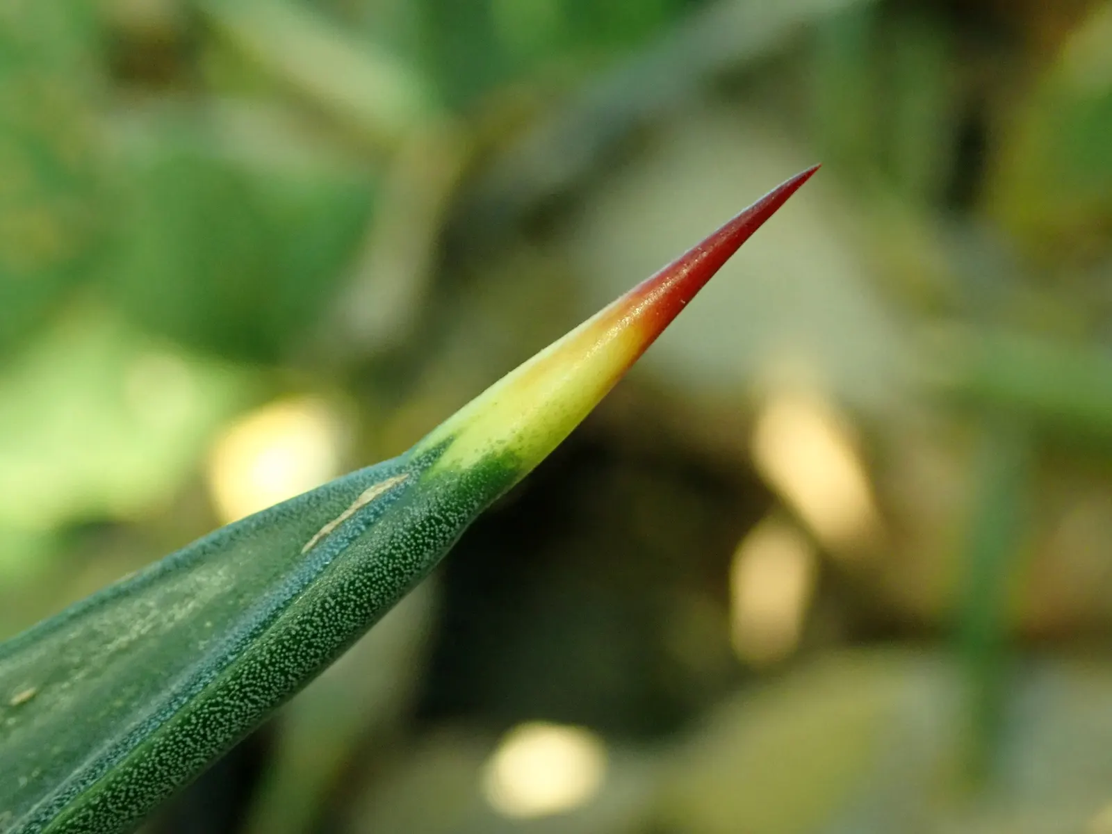 Sisal (Agave Sisalana) — Sisal showcases a rosette of sword-shaped leaves