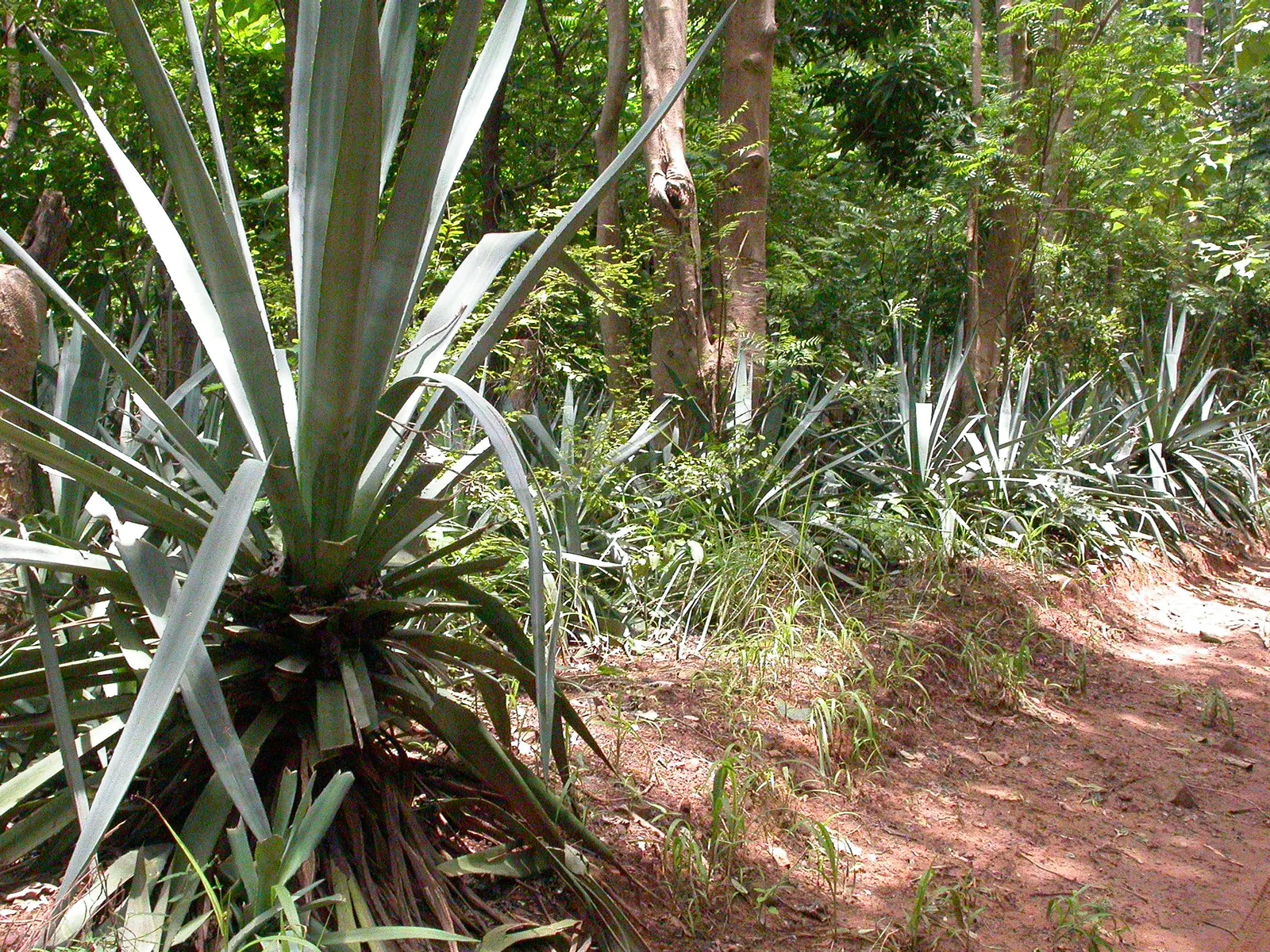 Sisal (Agave Sisalana) — which can reach lengths up to 6 feet and widths around 4 inches; or as an architectural statement piece