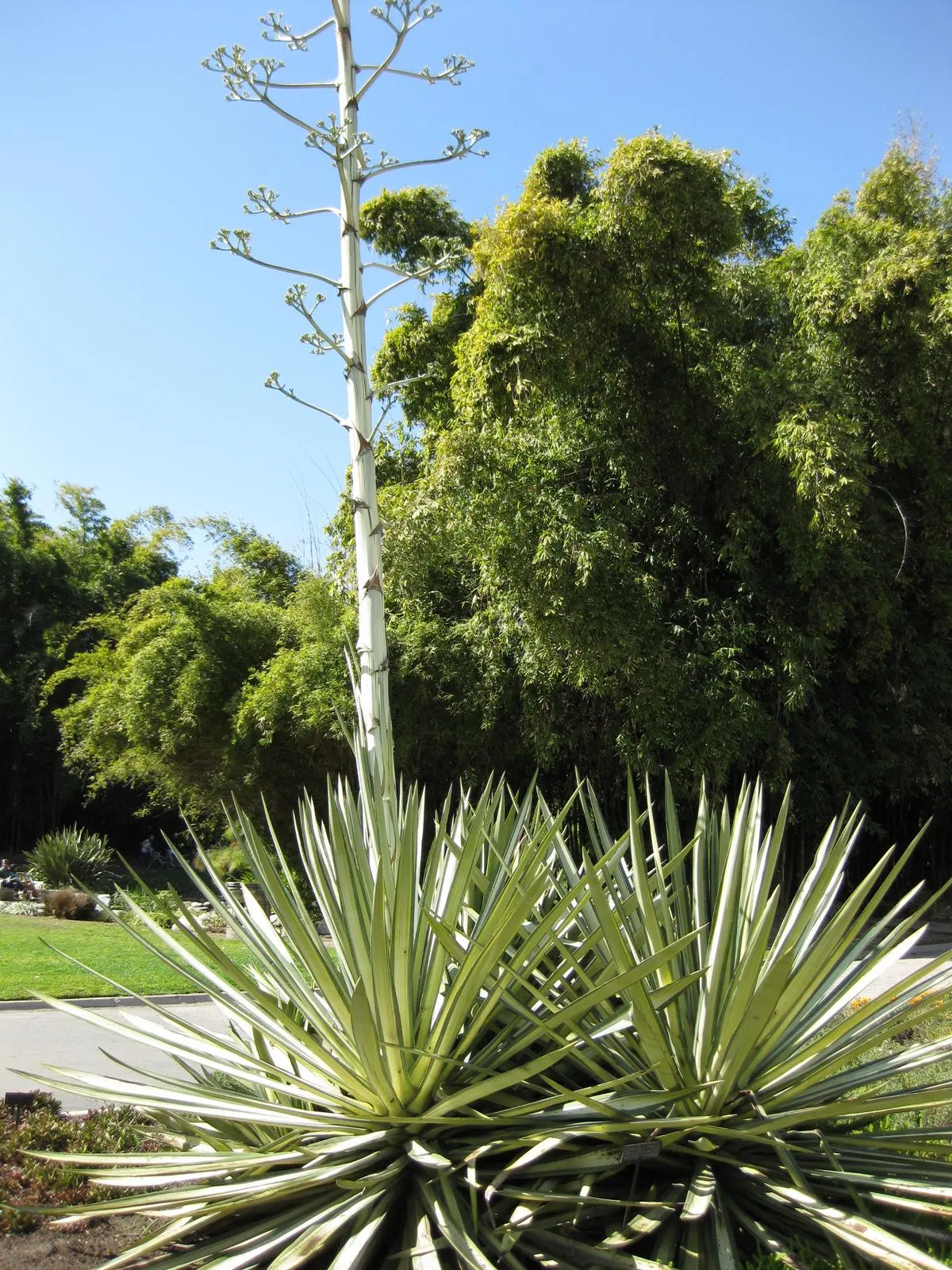 Sisal (Agave Sisalana) — commonly referred to as Sisal