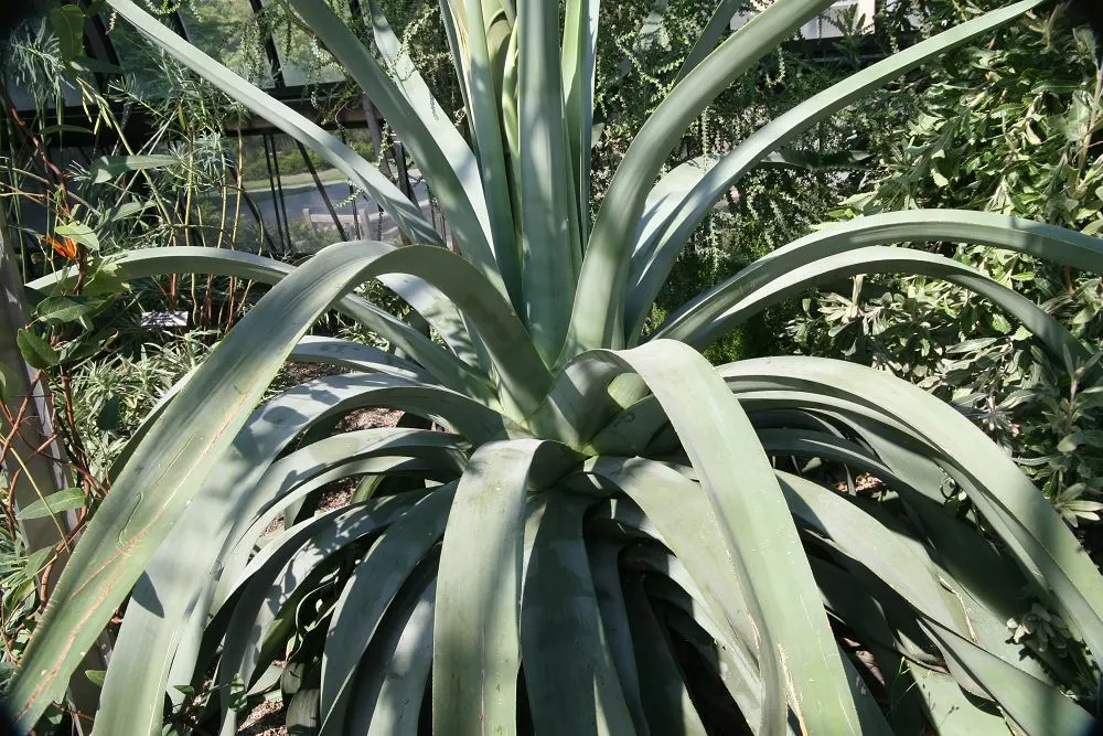 Sisal (Agave Sisalana) — sandy soils and preferring full sun exposure; which can reach lengths up to 6 feet and widths around 4 inches