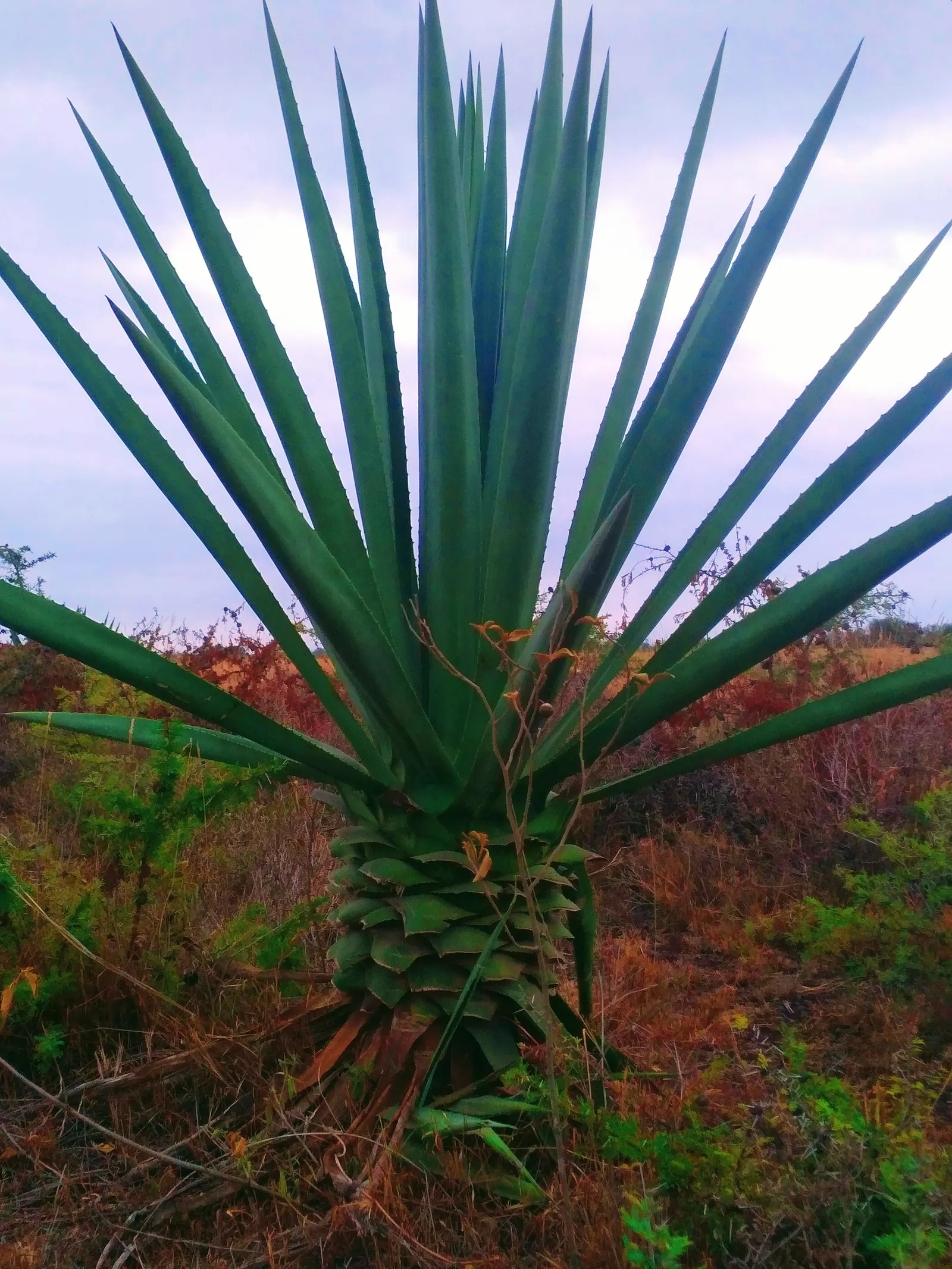 Sisal (Agave Sisalana) — The leaves have a distinctive green-grey color