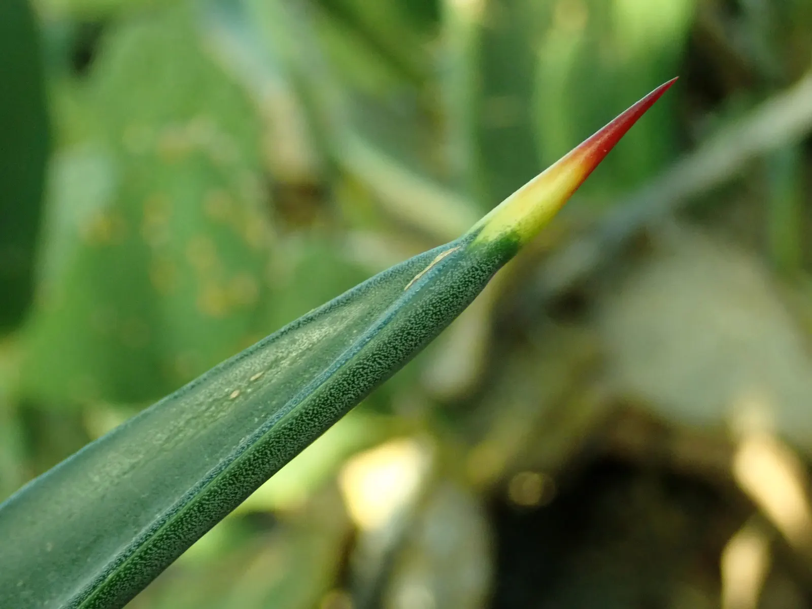 Sisal (Agave Sisalana) — Originally native to Southern Mexico; agave sisalana, commonly known as Sisal, is a robust, rosette-forming agave
