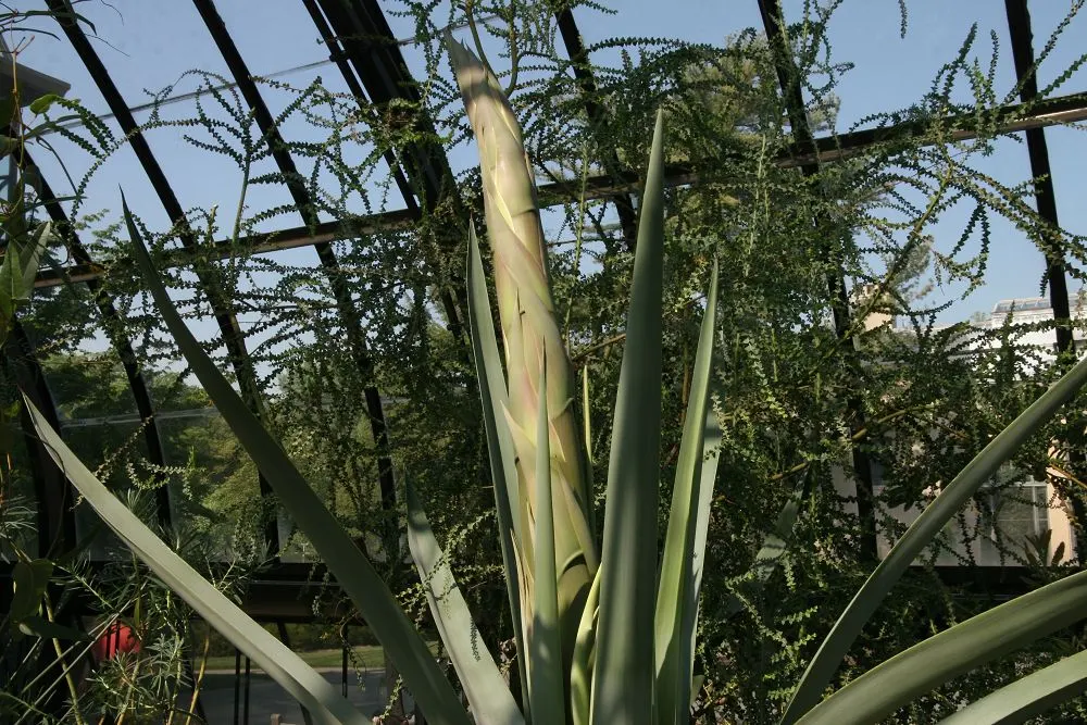 Sisal (Agave Sisalana) — It's ideal for xeriscaping and works well in rock gardens; producing a spectacularly tall flower stalk that can reach up to 20 feet