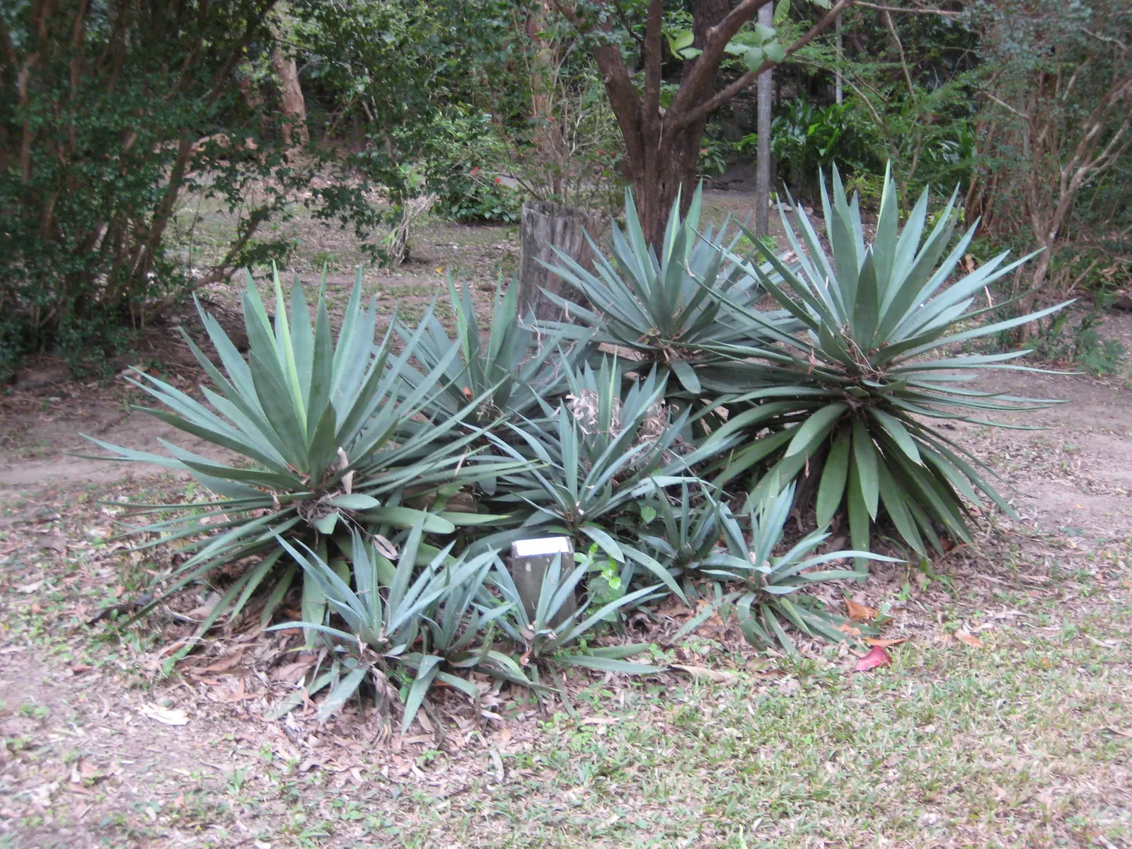 Sisal (Agave Sisalana) — thriving in well-draining; each adorned with sharp margins