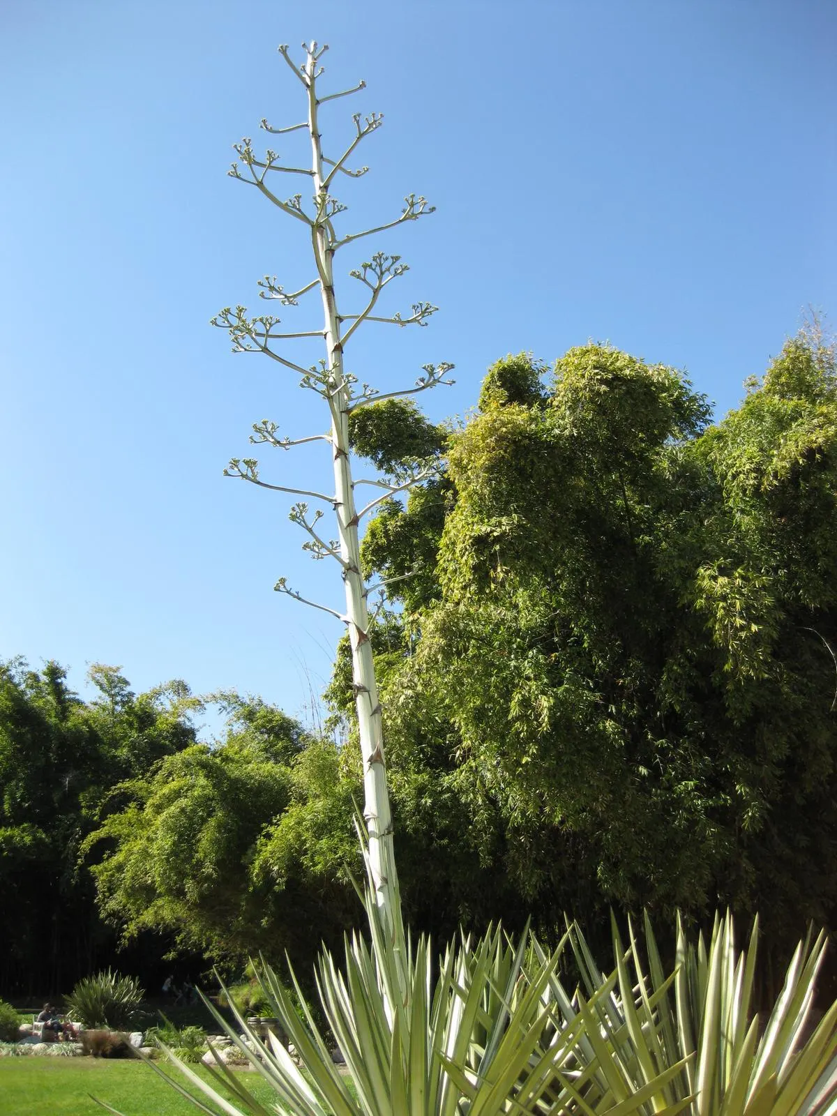 Sisal (Agave Sisalana) — each adorned with sharp margins; with clusters of creamy-white flowers