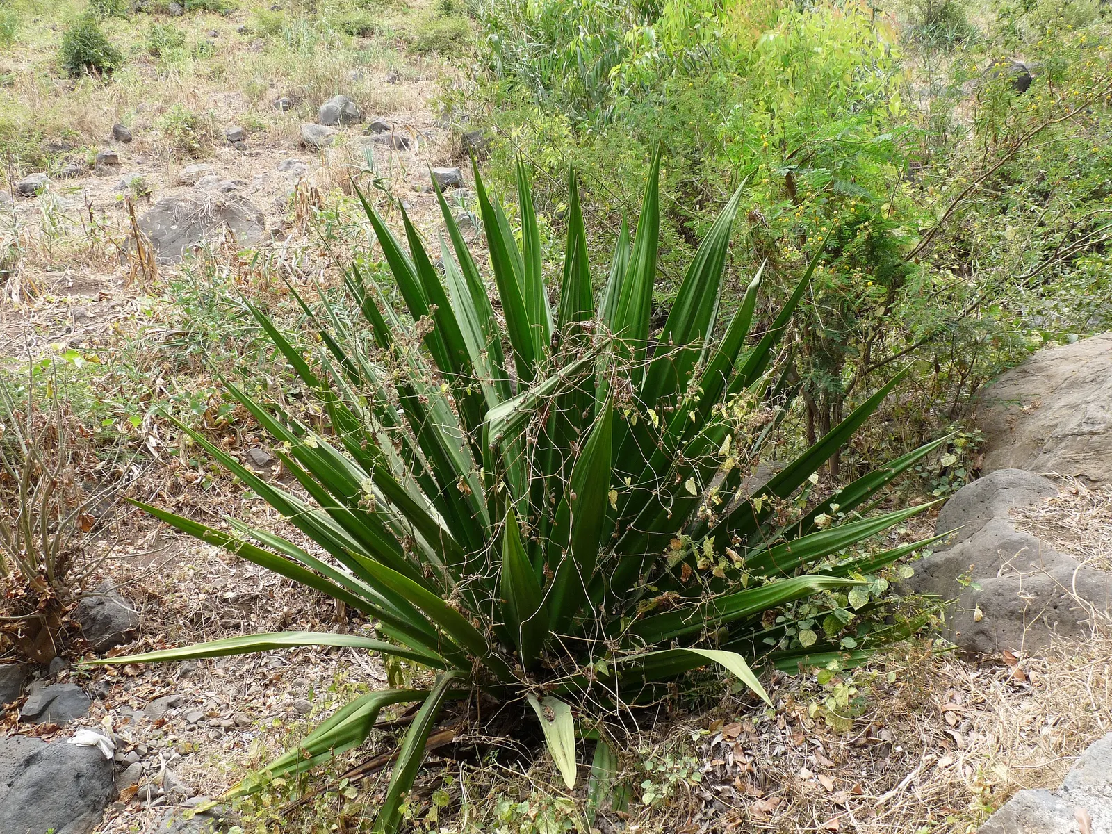 Sisal (Agave Sisalana) — with clusters of creamy-white flowers