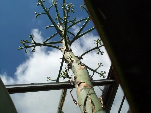 Sisal (Agave Sisalana) — producing a spectacularly tall flower stalk that can reach up to 20 feet
