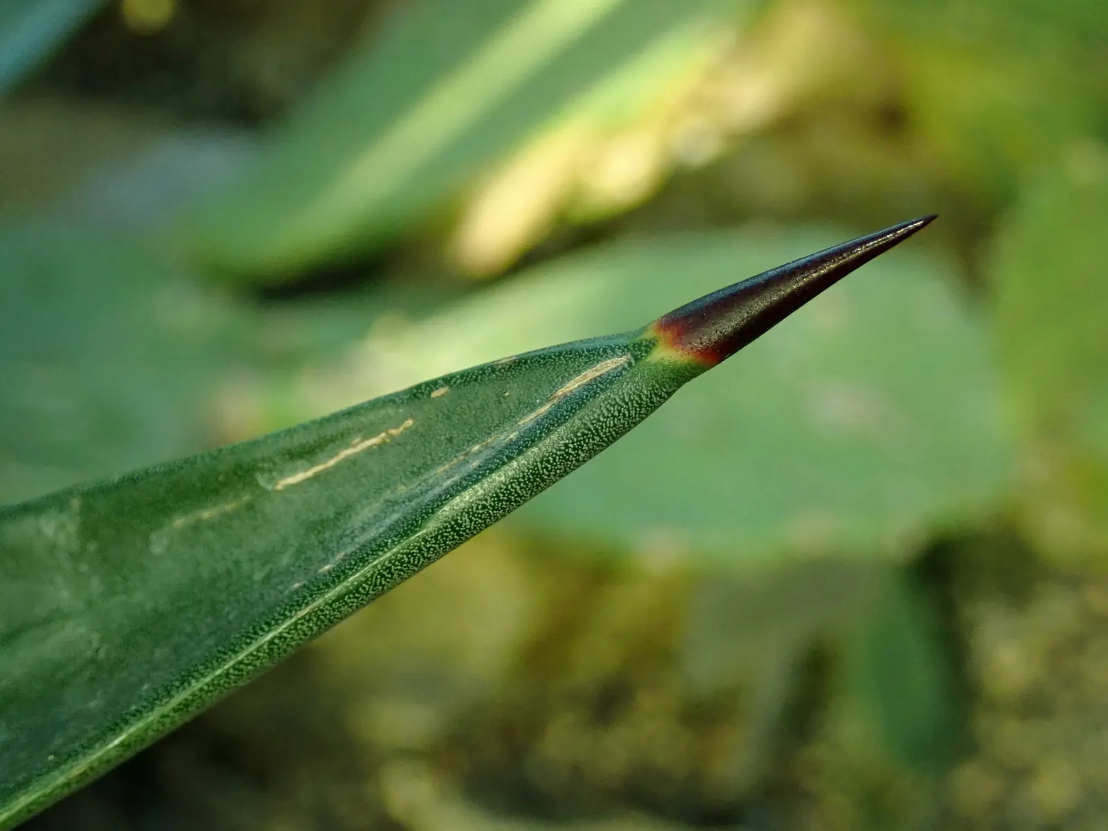Sisal (Agave Sisalana) — This drought-tolerant plant is ideal for xeriscapes, reaching a mature spread of around 8 feet