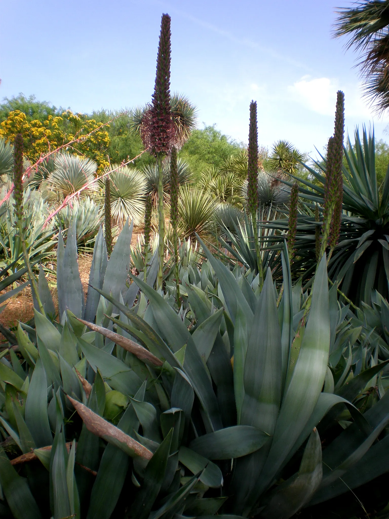 Sisal (Agave Sisalana) — or as an architectural statement piece