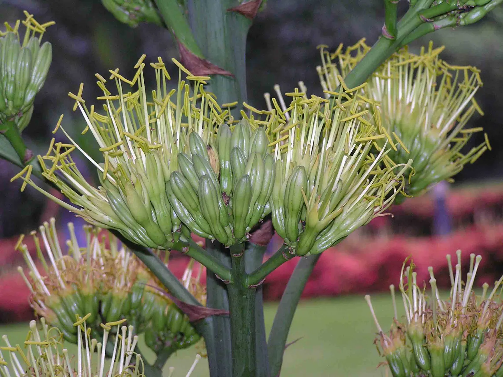 Sisal (Agave Sisalana) — Agave sisalana, commonly known as Sisal, is a robust, rosette-forming agave; this drought-tolerant plant is ideal for xeriscapes