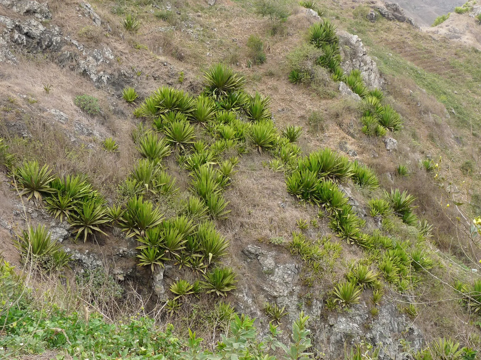 Sisal (Agave Sisalana) — Sisal showcases a rosette of sword-shaped leaves; originally native to Southern Mexico