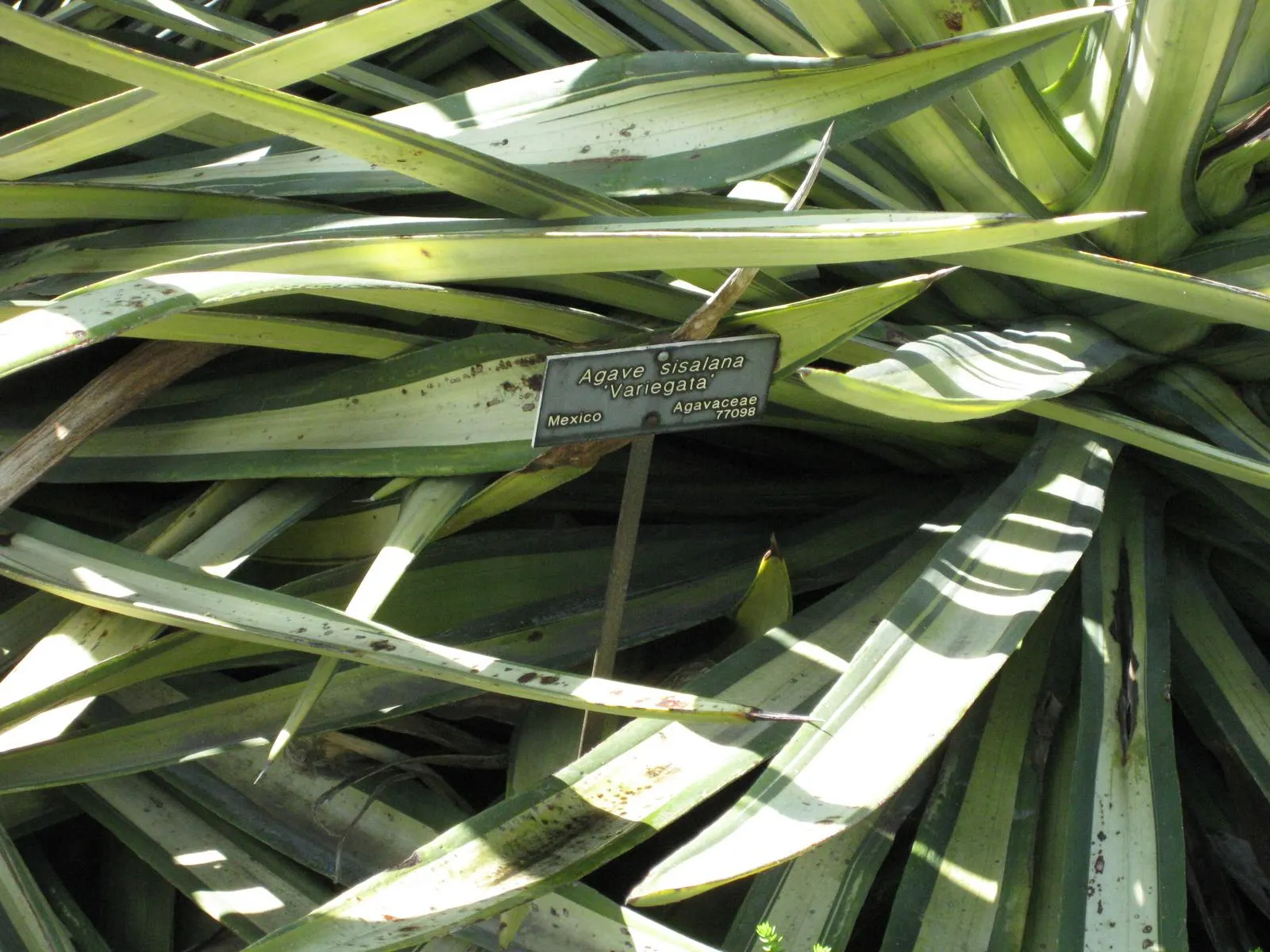 Sisal (Agave Sisalana) — The sisal yields commercially valuable fibers and thrives in full sun, requiring well-drained soil