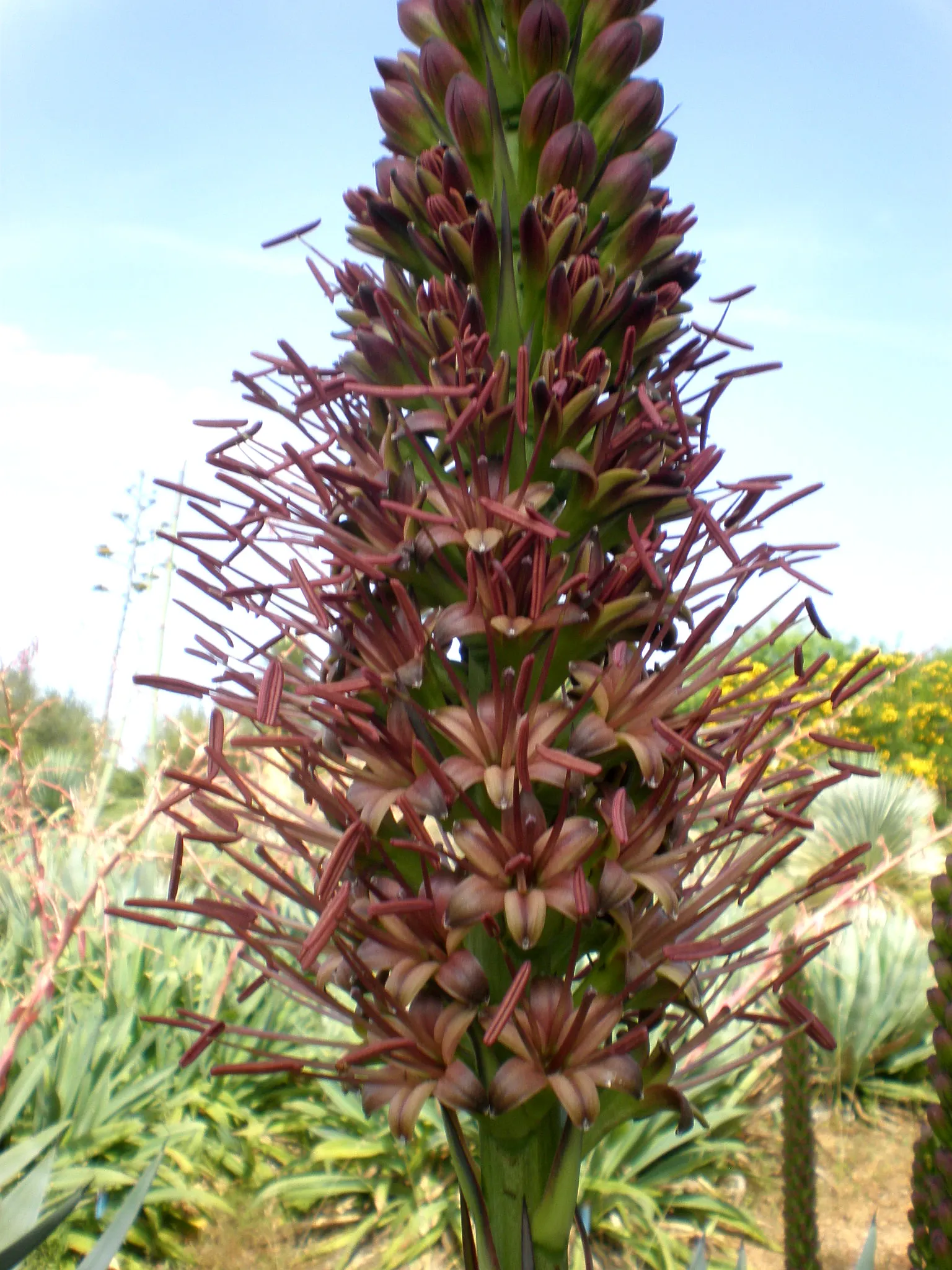 Sisal (Agave Sisalana) — Sisal can tolerate temperatures as low as 25&deg;F, making it resilient in various environments