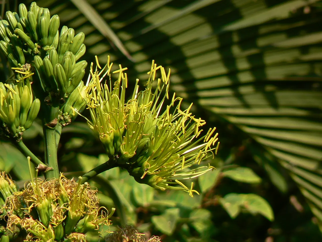 Sisal (Agave Sisalana) — sandy soils and preferring full sun exposure