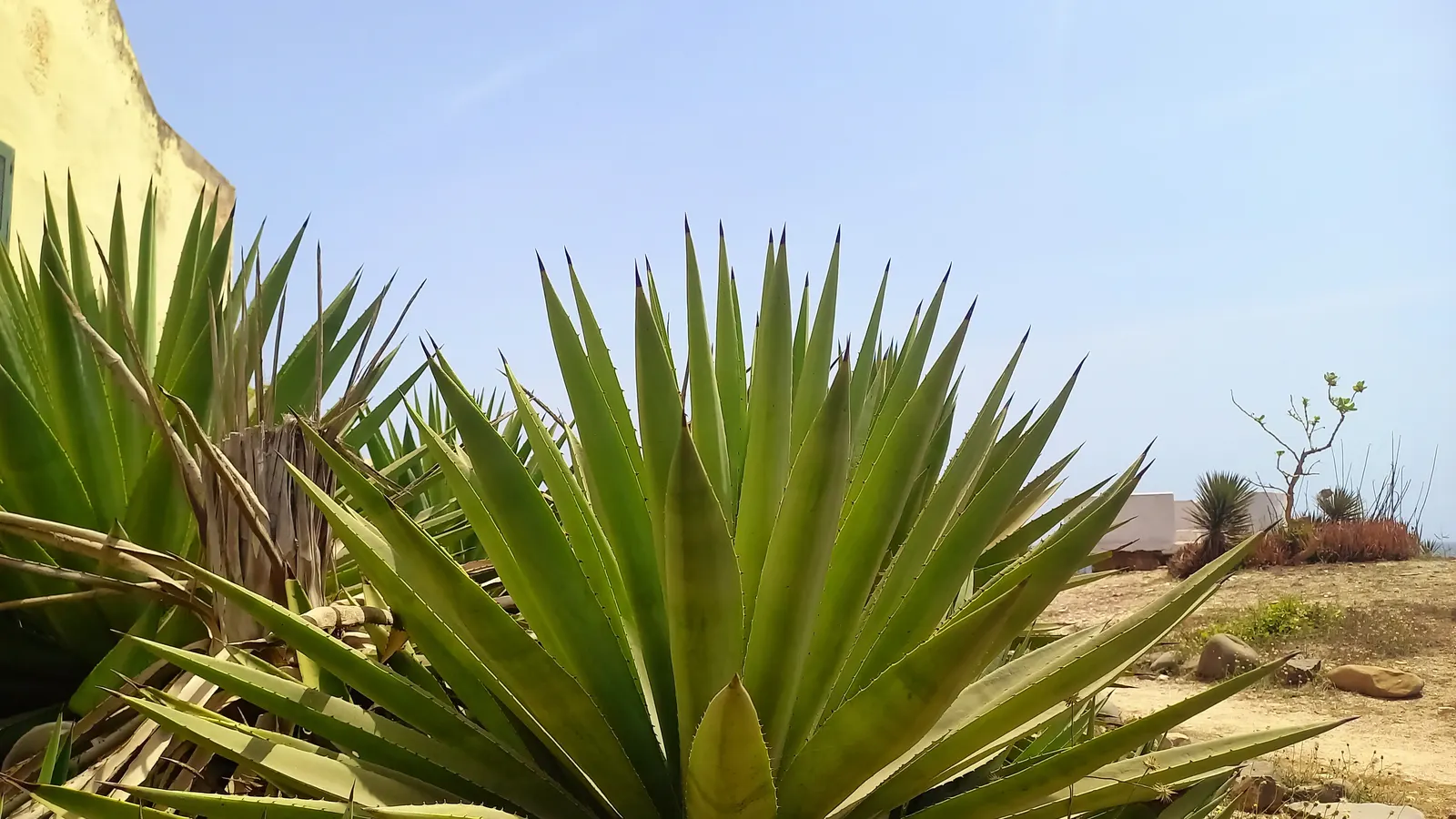 Sisal (Agave Sisalana) — commonly referred to as Sisal; consider its mature size and potential spread