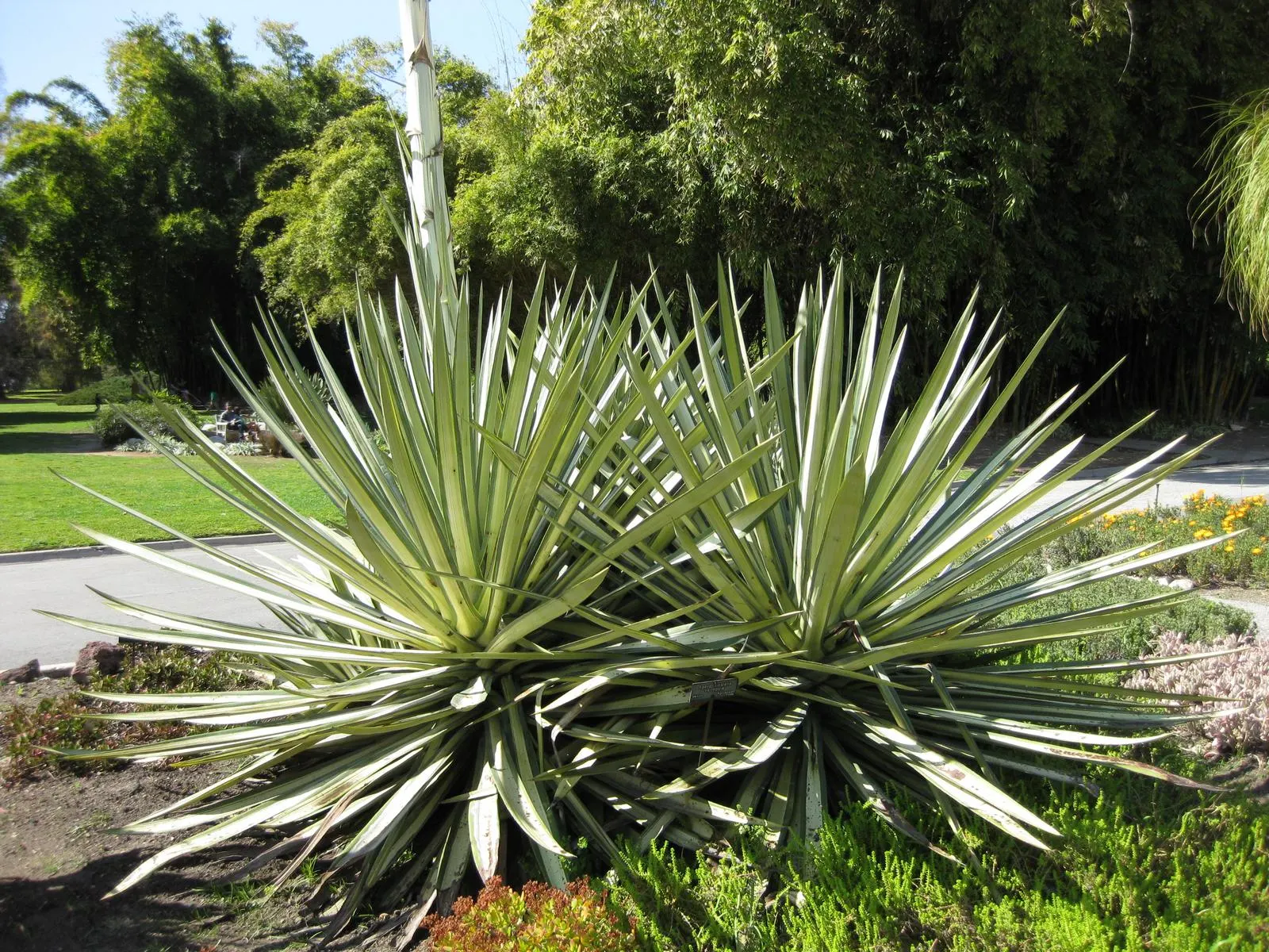 Sisal (Agave Sisalana) — Originally native to Southern Mexico