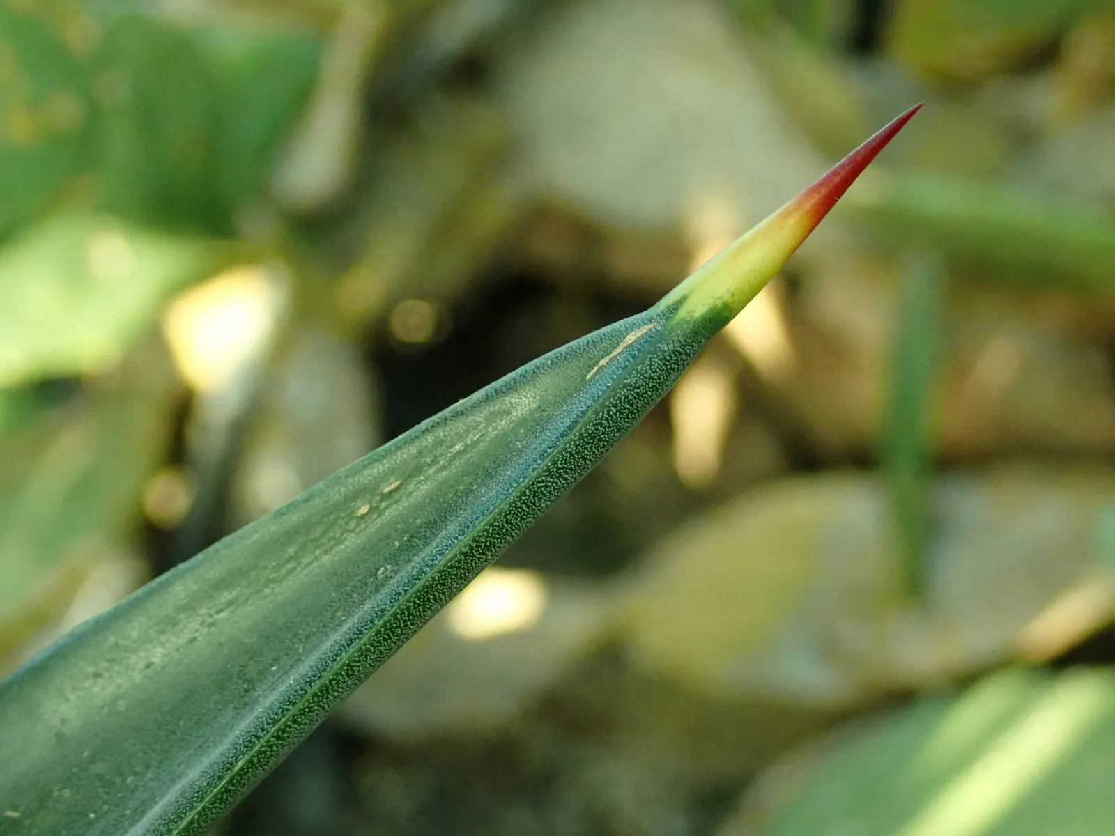 Sisal (Agave Sisalana) — Flowers rarely, producing a tall central spike after many years