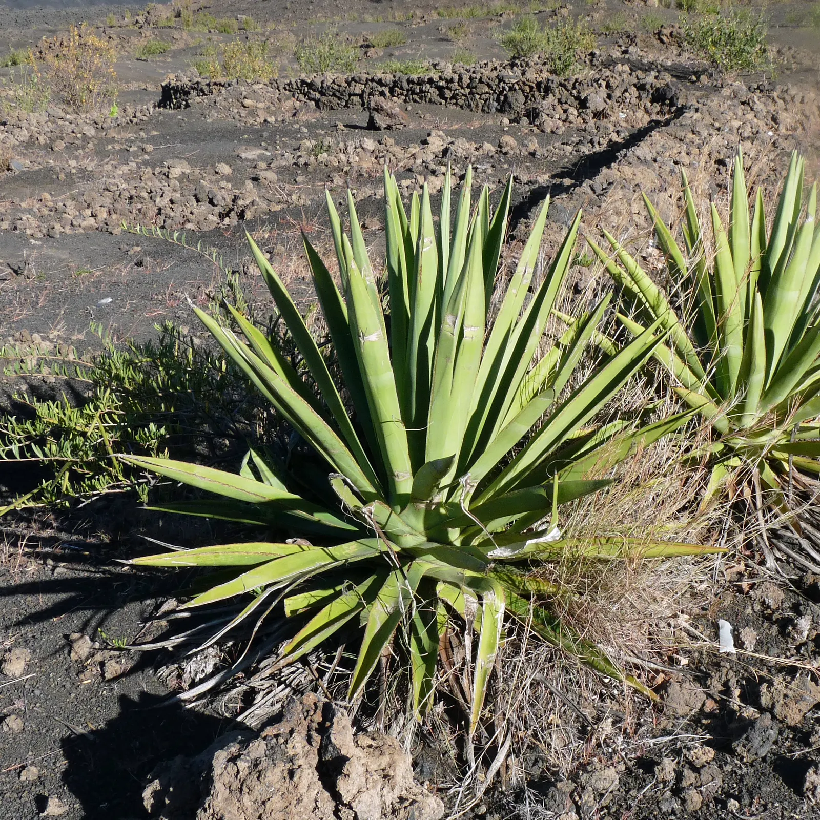 Sisal (Agave Sisalana) — each adorned with sharp margins