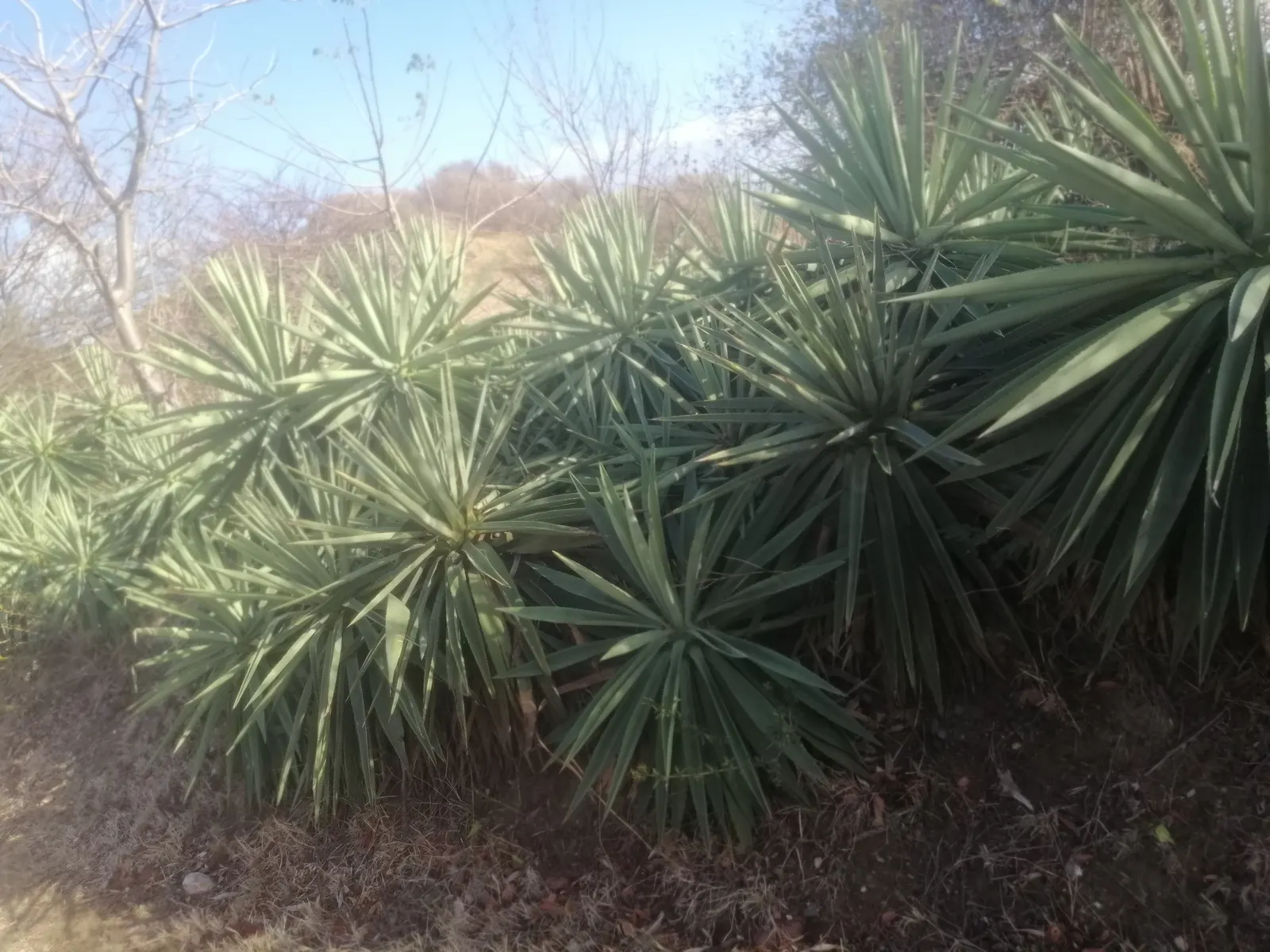 Sisal (Agave Sisalana) — The leaves have a distinctive green-grey color; ensure safety by keeping it away from high-traffic areas as its leaves are sharp-edged