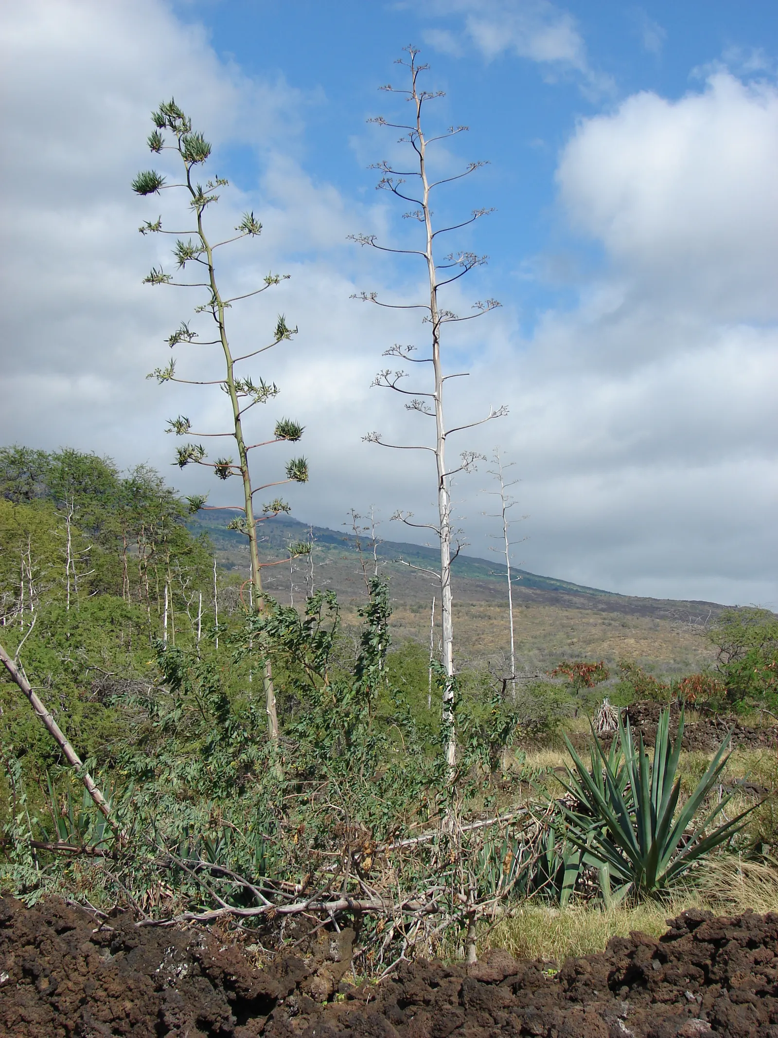 Sisal (Agave Sisalana) — Ensure safety by keeping it away from high-traffic areas as its leaves are sharp-edged