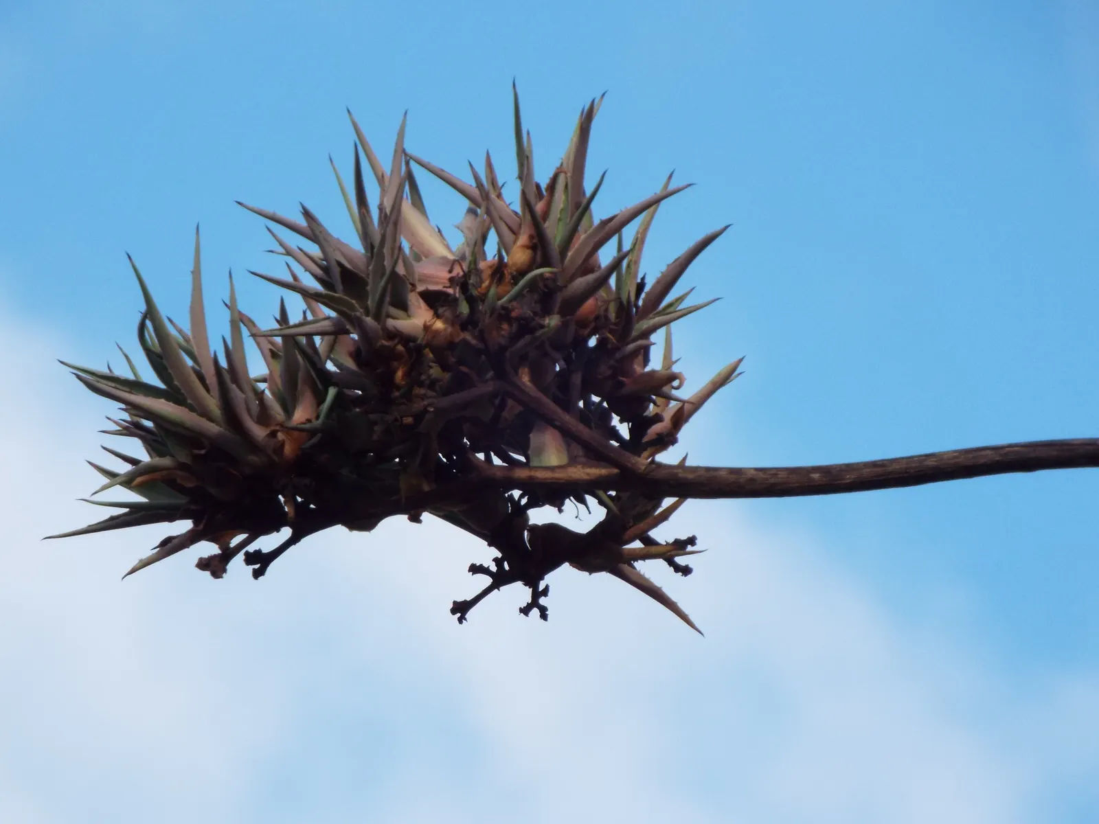 Sisal (Agave Sisalana) — Ensure safety by keeping it away from high-traffic areas as its leaves are sharp-edged; and plant it in a location where its