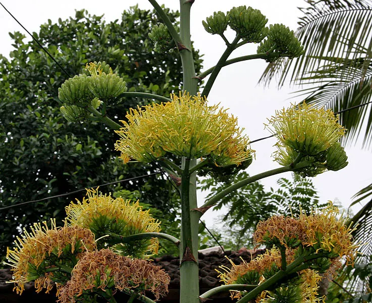 Sisal (Agave Sisalana) — and plant it in a location where its sculptural form can be appreciated
