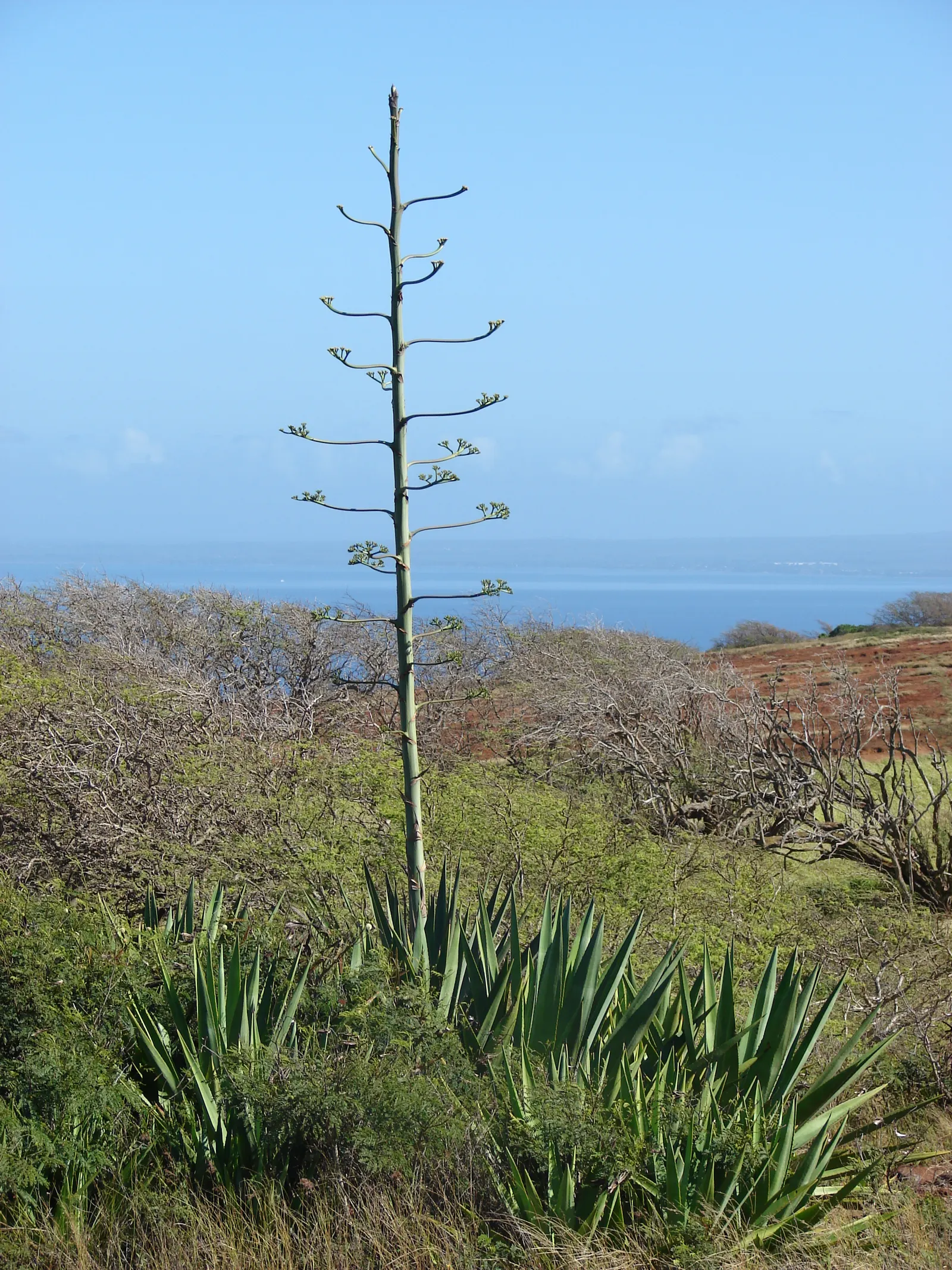 Sisal (Agave Sisalana) — With its striking presence, Agave sisalana is sure to be a conversation starter and a highlight in any garden