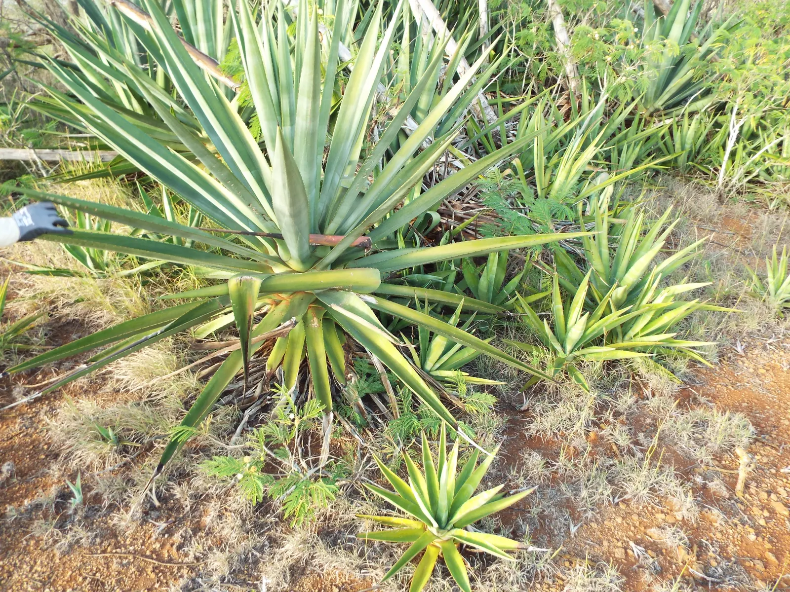 Sisal (Agave Sisalana) — that can be transplanted to propagate new plants.<br><br>When incorporating Sisal into your landscape; shrub / succulent for full