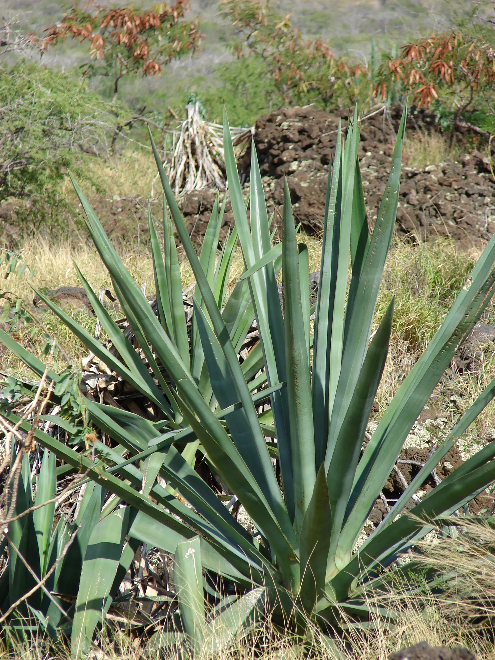 Sisal (Agave Sisalana) — sword-shaped green leaves spanning up to 6 feet in length